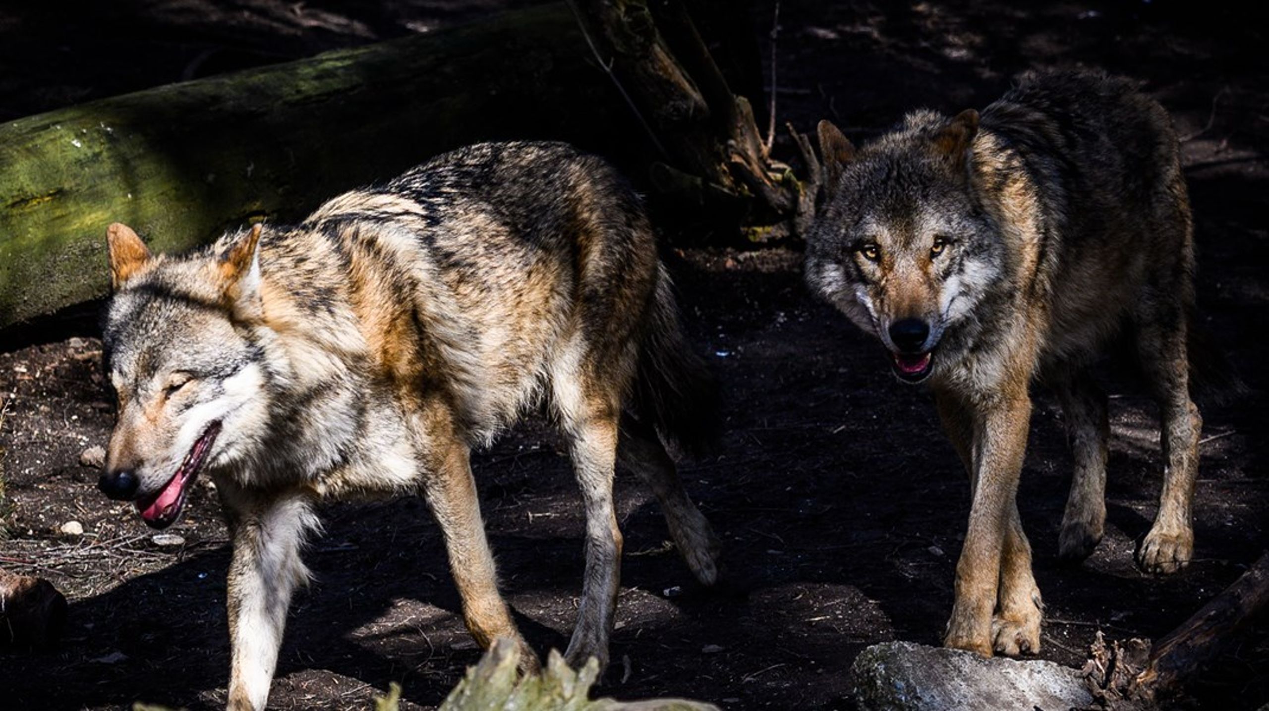 Ulven kan ikke holdes ude, ligegyldigt hvor mange penge der bliver hældt i hegn og vogterhunde.&nbsp;Derfor er der behov for, at vi får nye værktøjer i værktøjskassen, skriver&nbsp;Asger Christensen.&nbsp;