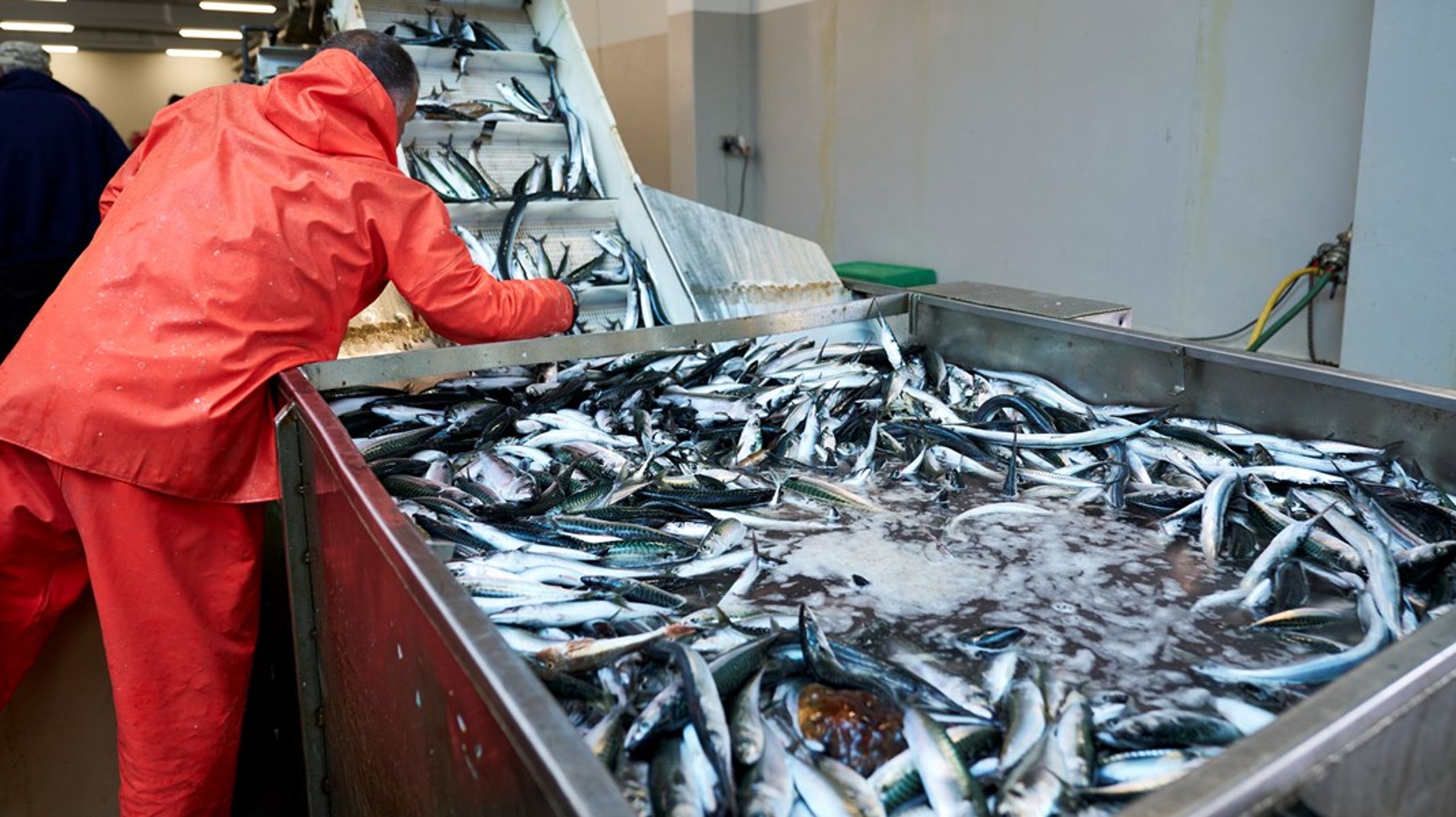 Et bånd til naturen kappes, når stenbideren, torsken og silden er væk på grund af udledninger, overfiskeri og klimaforandringer, skriver Kasper Fogh Hansen.&nbsp;