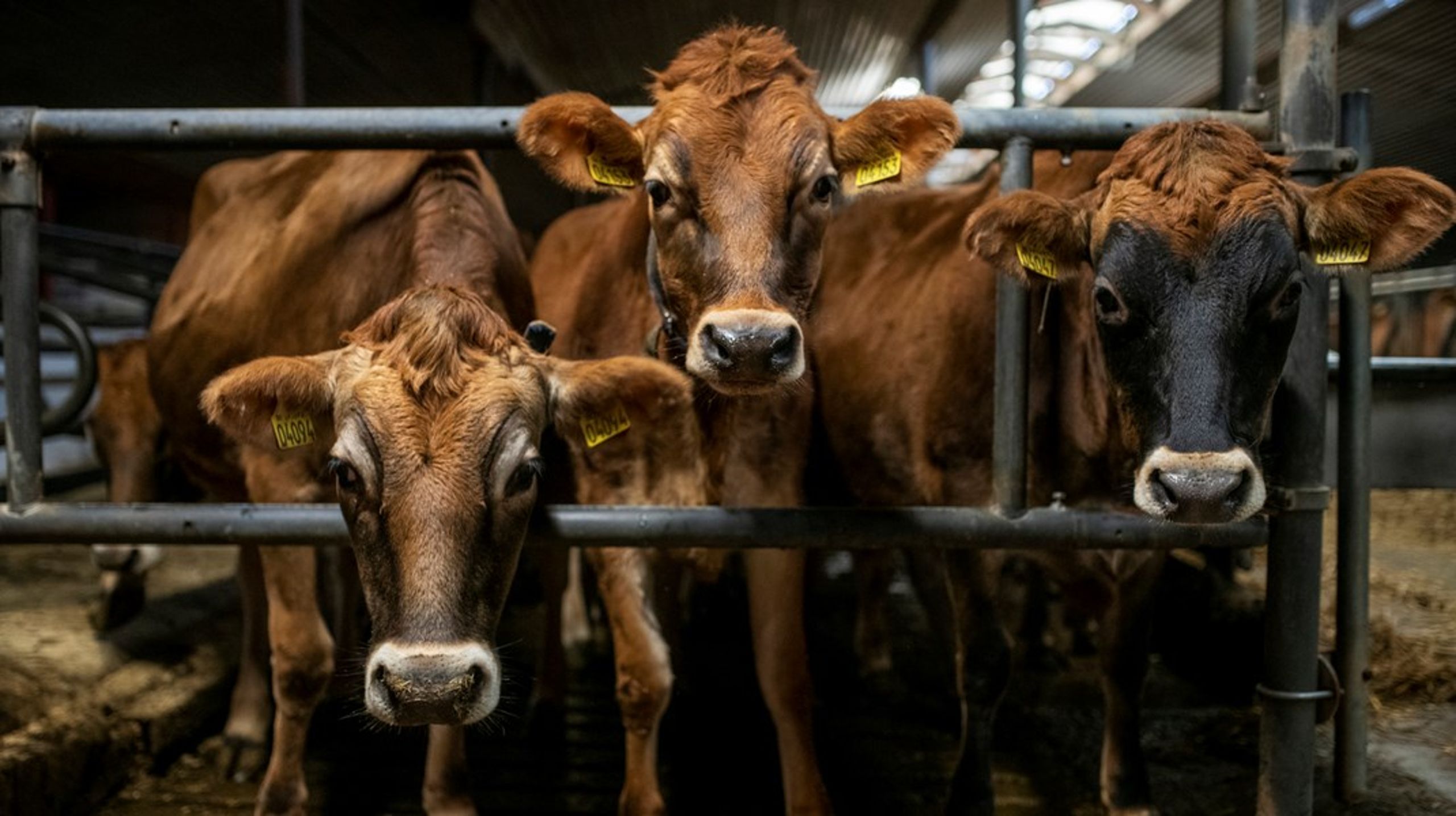 Antallet af malkekvæg i landbruget kommer til at falde frem mod 2030, og det samme gør landbrugets drivhusgasudledninger. Men det ændrer ikke på, at sektorens andel af de samlede udledninger bliver større.