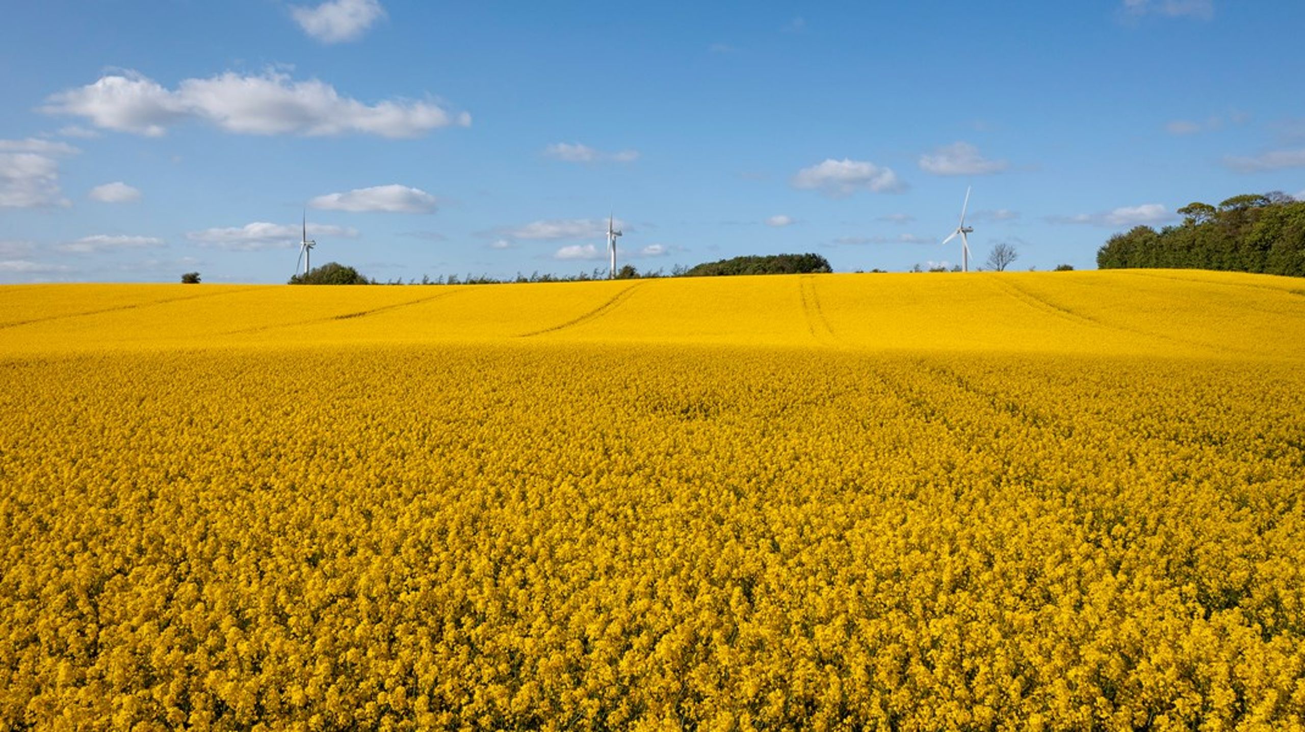 Kun i store områder er biodiversiteten gennem paragraf 3-beskyttelsen&nbsp;sikret på lang sigt, mens man i små områder oplever, at arter langsomt men stødt uddør, skiver Rasmus Ejrnæs og Kenneth Buk.