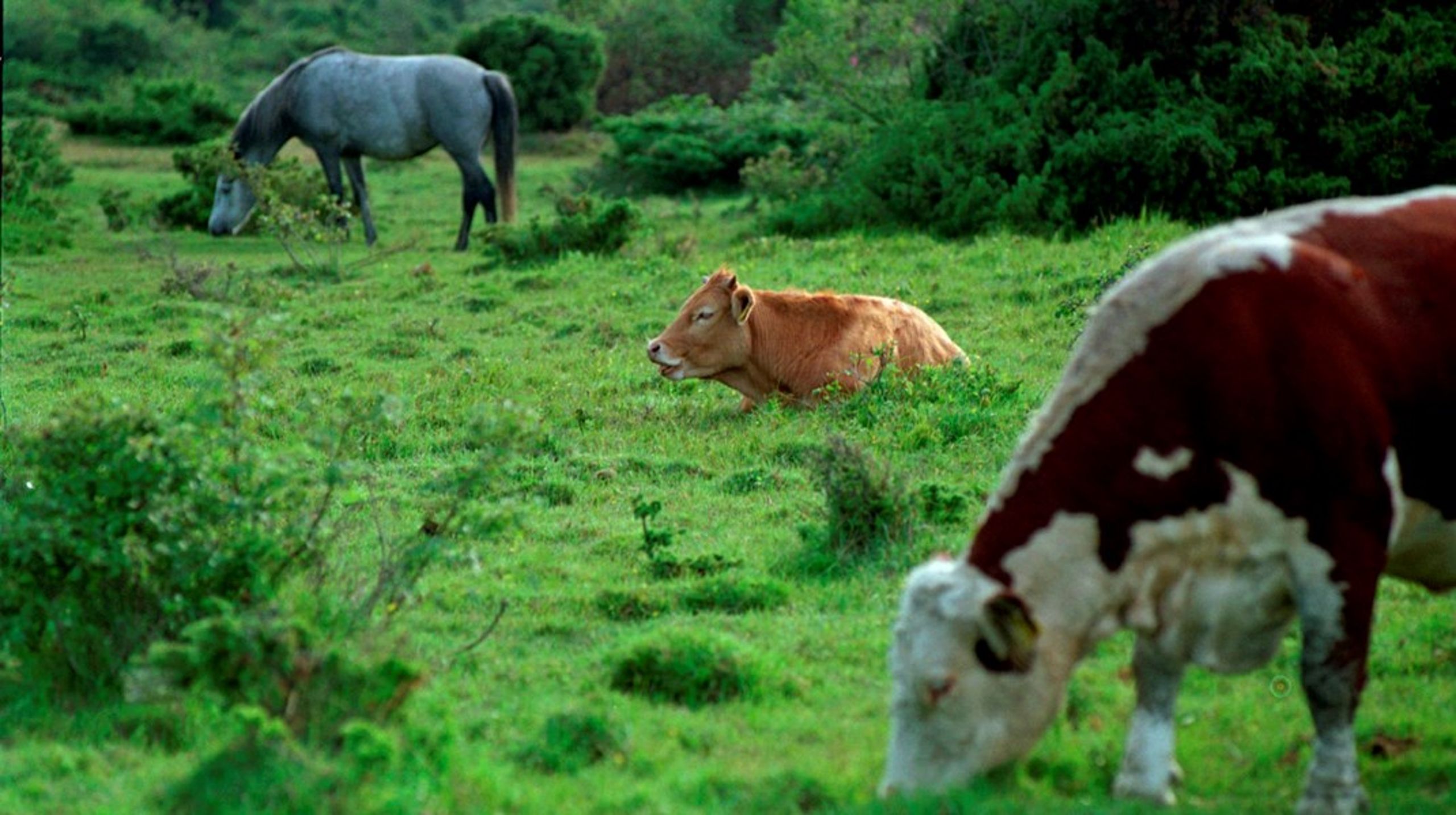 Koalitionens aftryk i Europa-Parlamentet blev tydelig, da både landbrug- og fiskeriudvalgene stemte for at afvise naturgenopretningsloven i slutningen af maj, skriver Emmanuel Holding Nielsen &amp; Ditte Maria Sørensen.&nbsp;