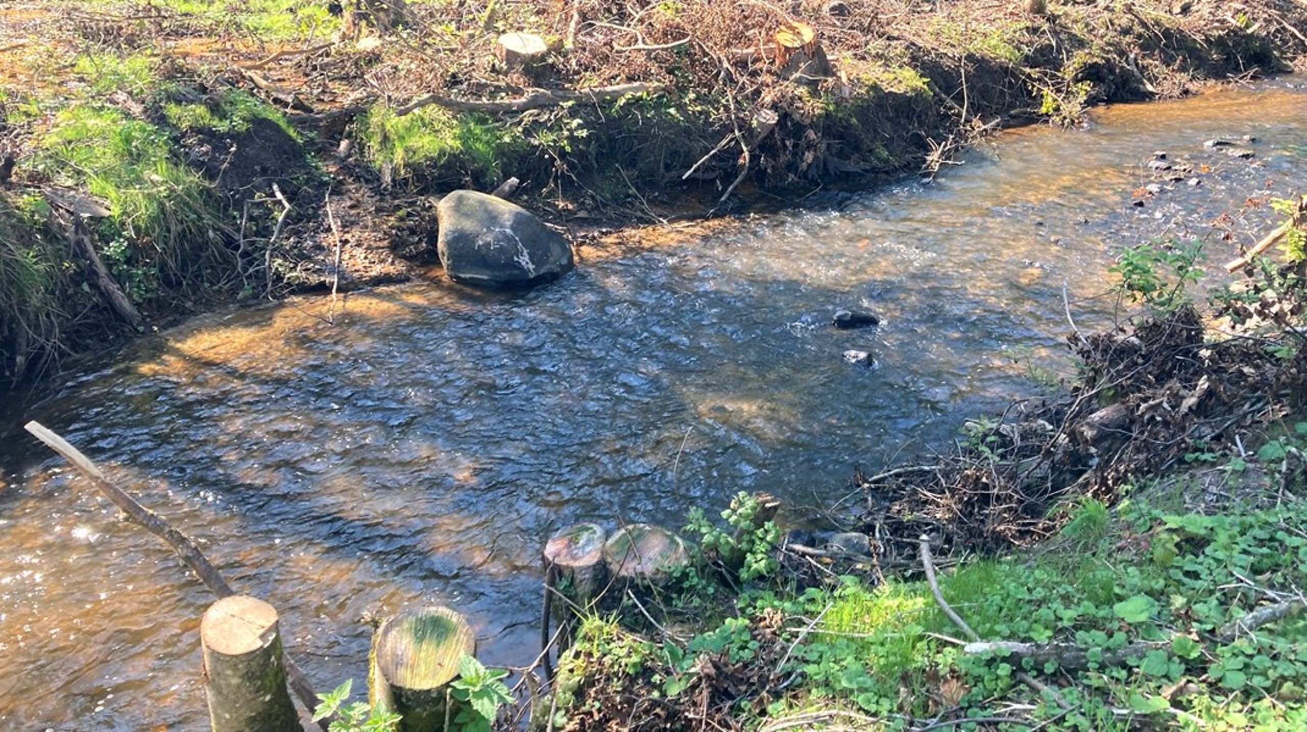 Efter at have fældet&nbsp;170 større træer endte en&nbsp;lodsejer kun med en bøde på 5000 kroner. Flisen alene var nok mere værd, skriver&nbsp;Sten Frandsen.