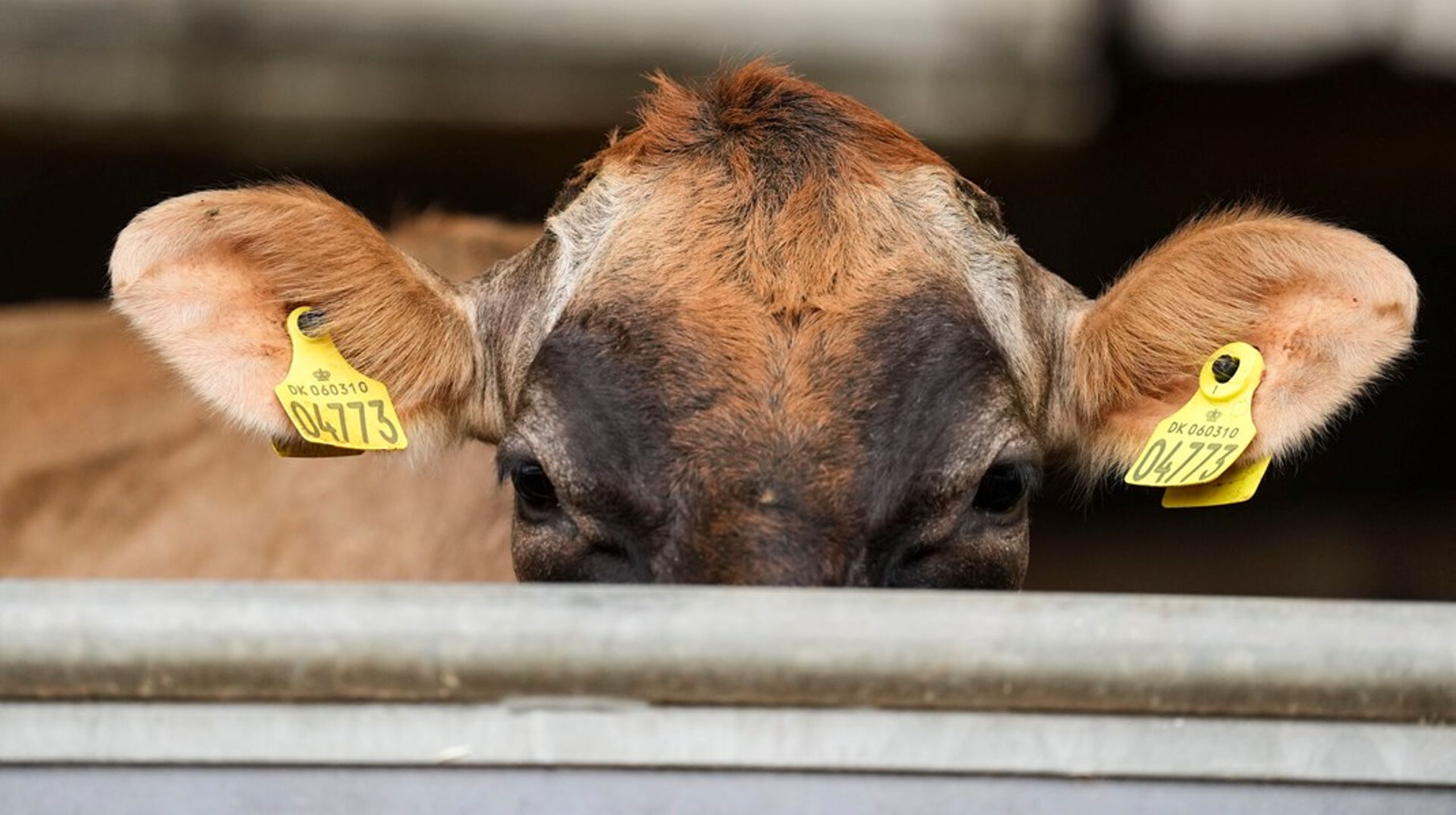 Vi arbejder ikke med økologi for at få et økologisk landbrug, lyder det fra Økologisk Landsforening.