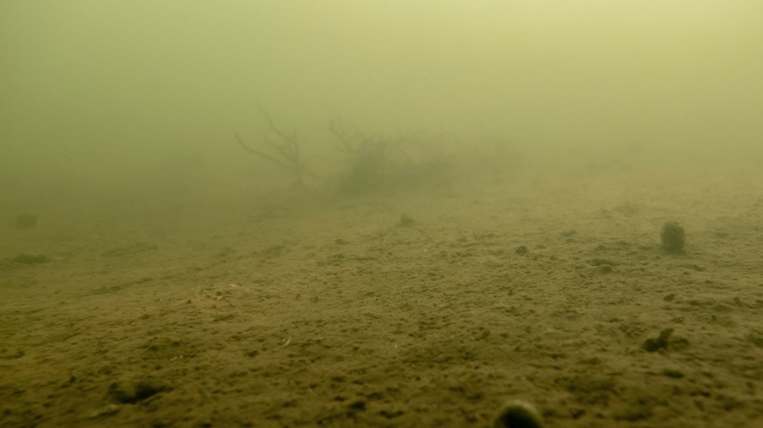 Eksemplerne på, at havet står på tærsklen til et kollaps har i år stået i kø. Udledningen af kvælstof til vores vandmiljø skal reduceres med minimum en tredjedel.&nbsp;