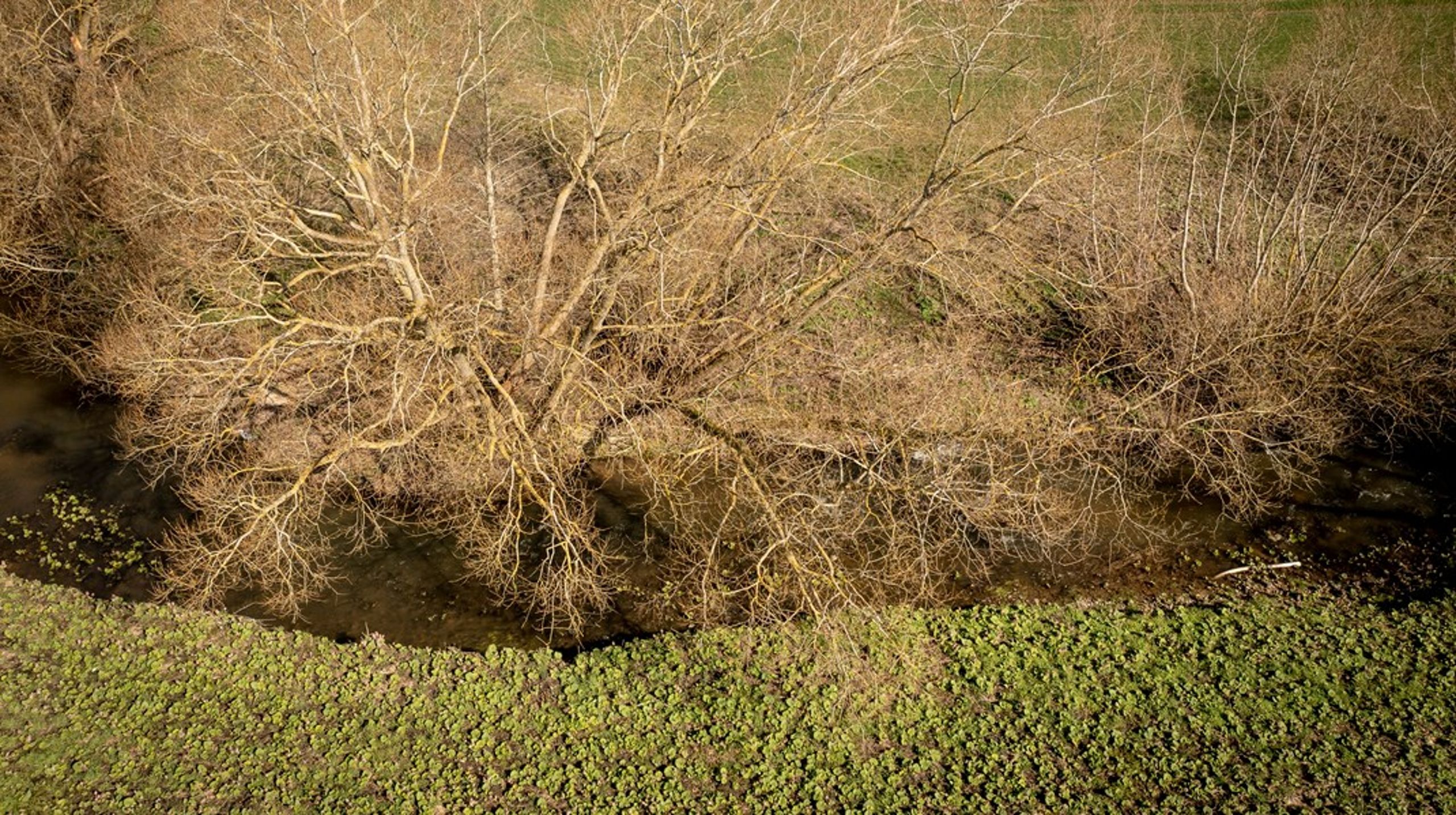 Biodiversitetsrådets seneste årsrapport kortlægger, hvordan det ser ud med den aktuelle beskyttelse af de danske land- og havområder. Det ser sort ud, men en ny biodiversitetslov kan være med til at vende tendensen.&nbsp;