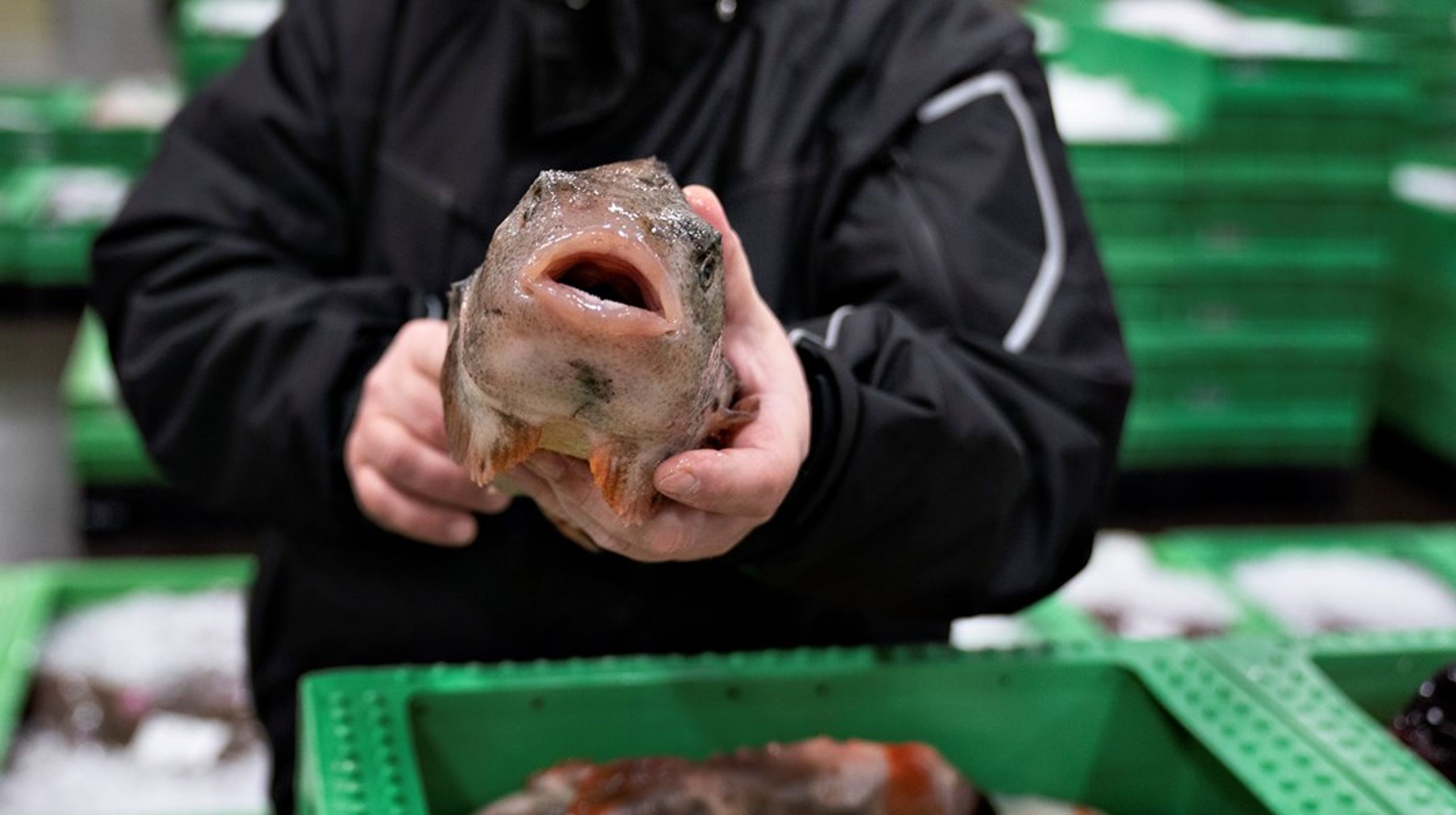 <div>Nogle af Fiskerikommissionens anbefalinger hænger naturligt sammen med andre, nogle kræver, at flere anbefalinger følges for at opnå det ønskede mål, og endelig kan nogle af anbefalingerne have negative indvirkninger på andre fokusområder, skriver to medlemmer af Fiskerikommissionen.</div>