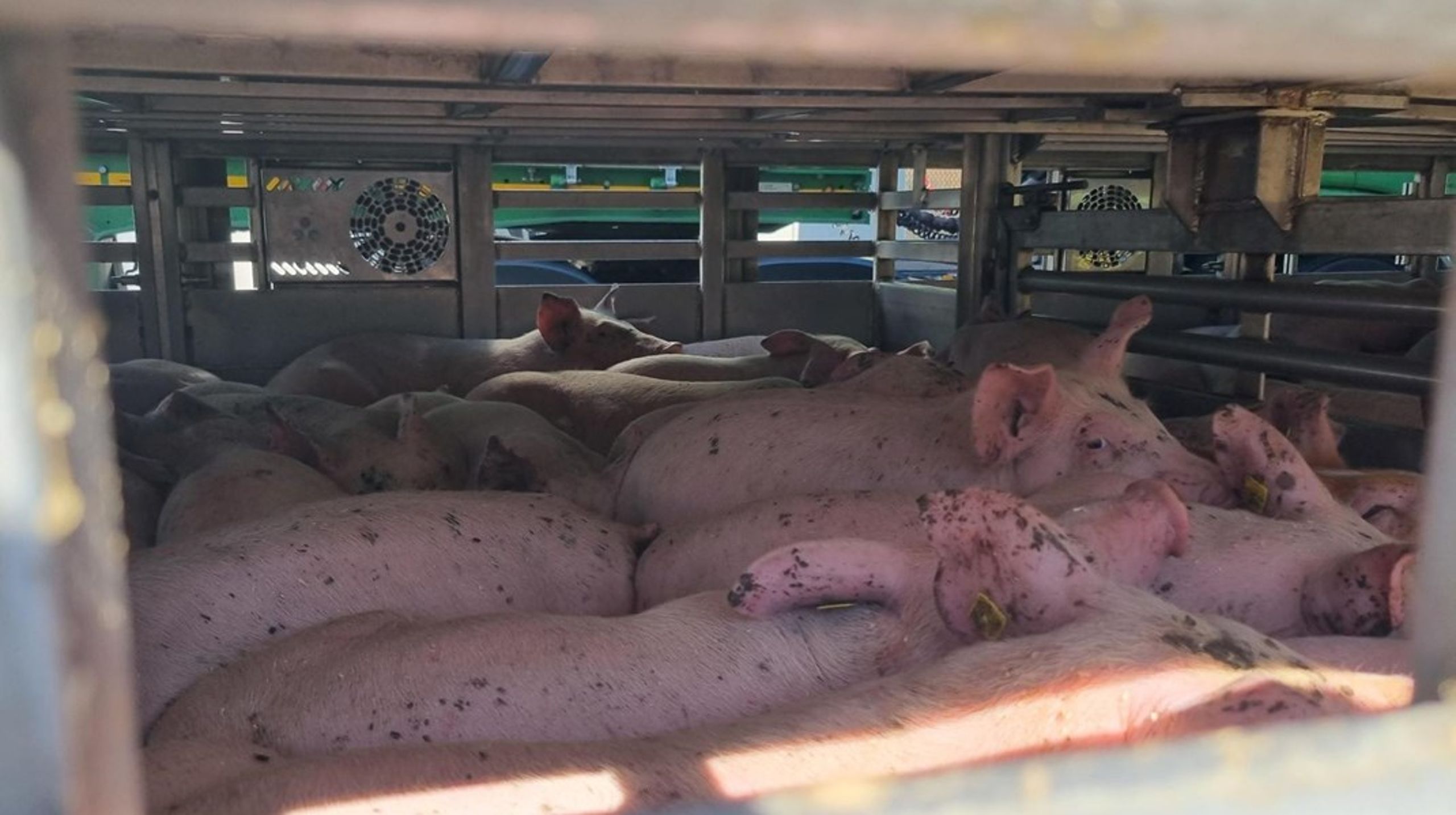 Danmark eksporterer ifølge Dyrenes Beskyttelse&nbsp;cirka 14 millioner smågrise om året.&nbsp;