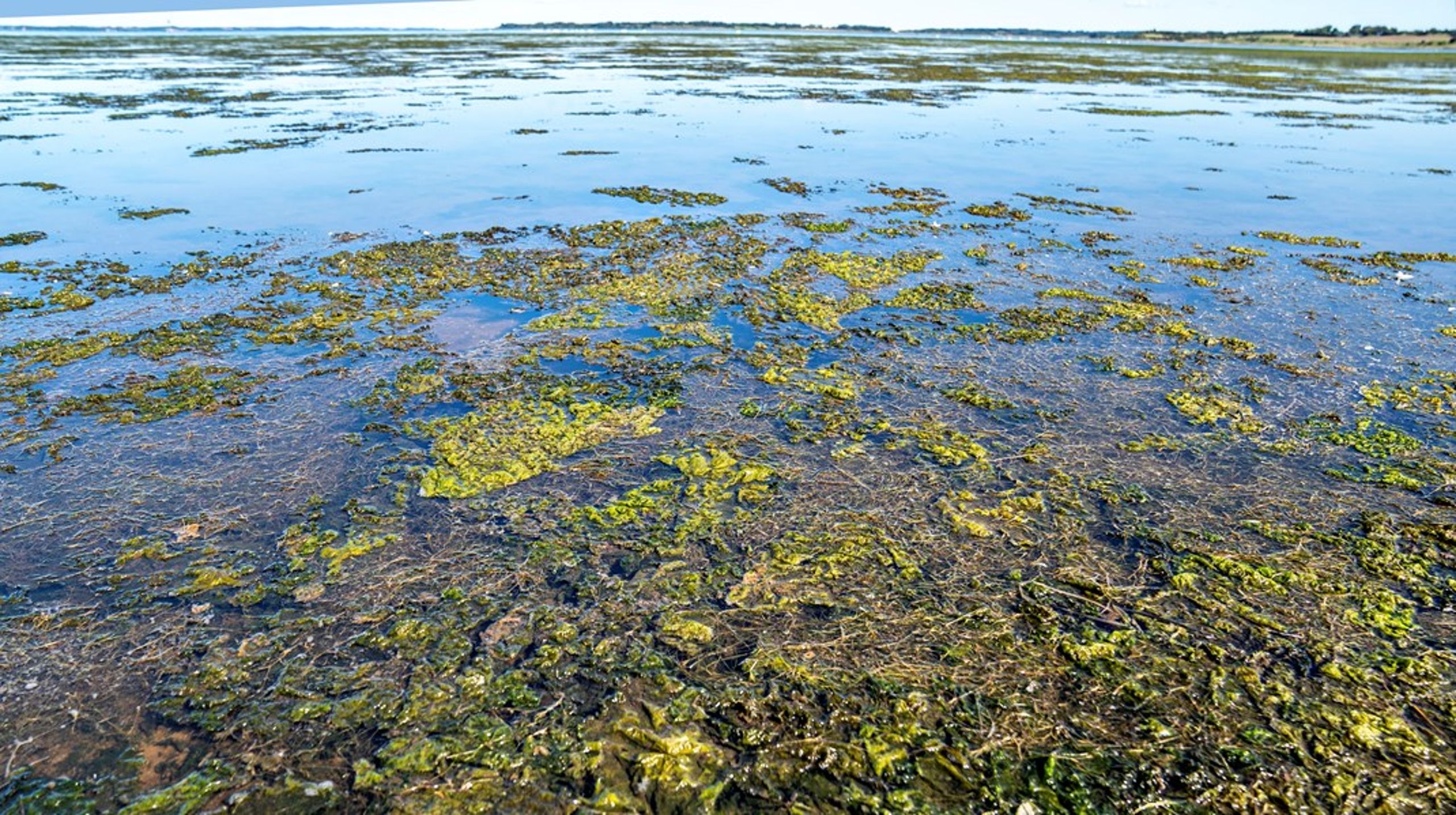 <div>Alger indeholder værdifulde stoffer, såsom mineraler, omega-3- og -6-fedtsyrer, proteiner og vitaminer. Det gør dem velegnede som ingredienser i blandt andet fødevarer, helseprodukter, kosmetik, dyrefoder og medicin, skriver Suzanne Ekelund.</div>