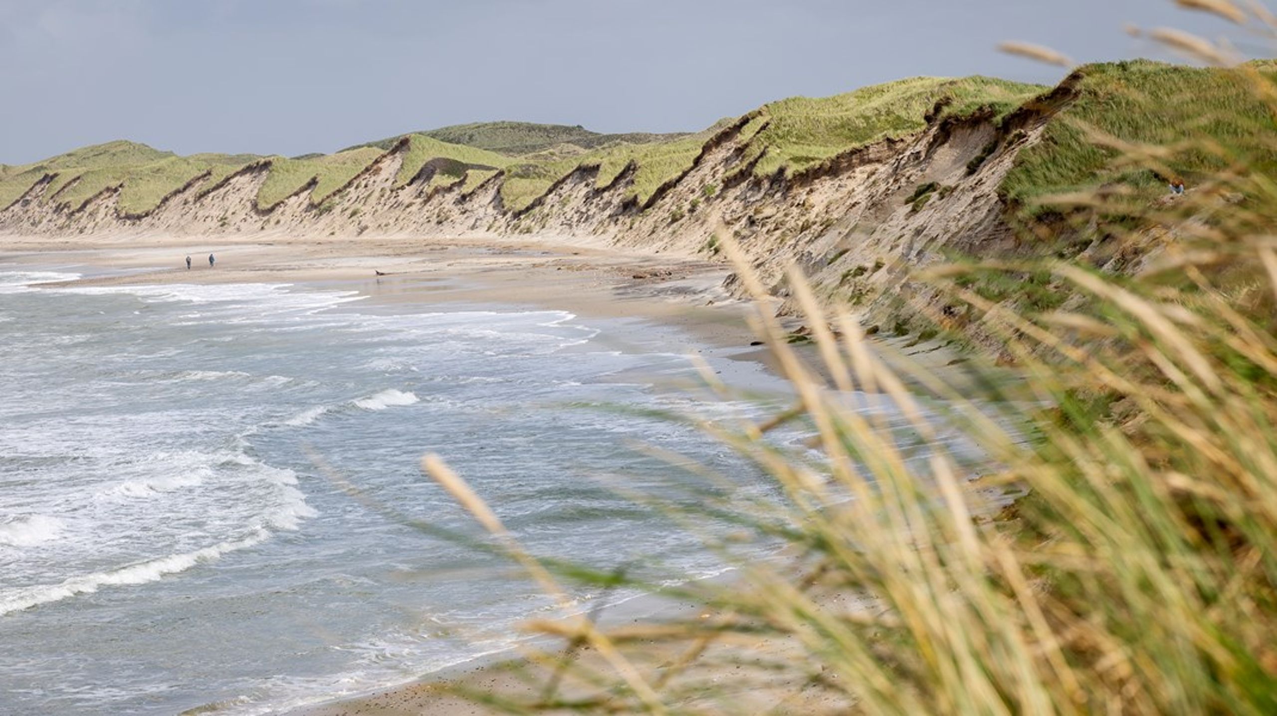 Det kunne i Danmark være gammel, urørt skov og dele af mose- og klitarealet. Disse naturtyper dækker imidlertid ikke 10 procent af landarealet, skriver Jesper Bak.
