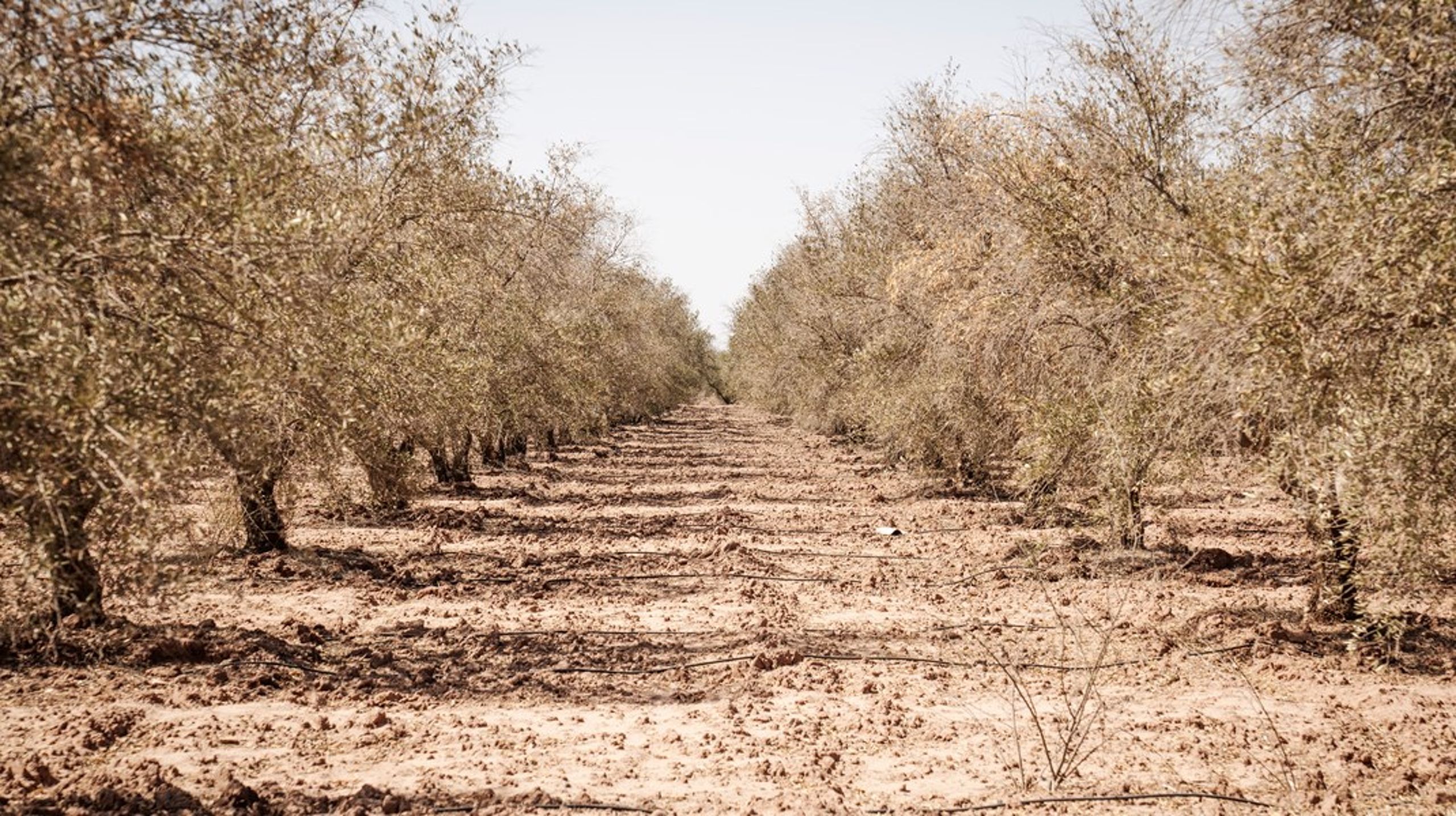 Hvis vi overhovedet skal gøre os nogen forhåbninger om at redde verden og civilisationen, kræver det, at vi som samfund genåbner diskussionen om kapitalismen, skriver Andreas Beck Holm.