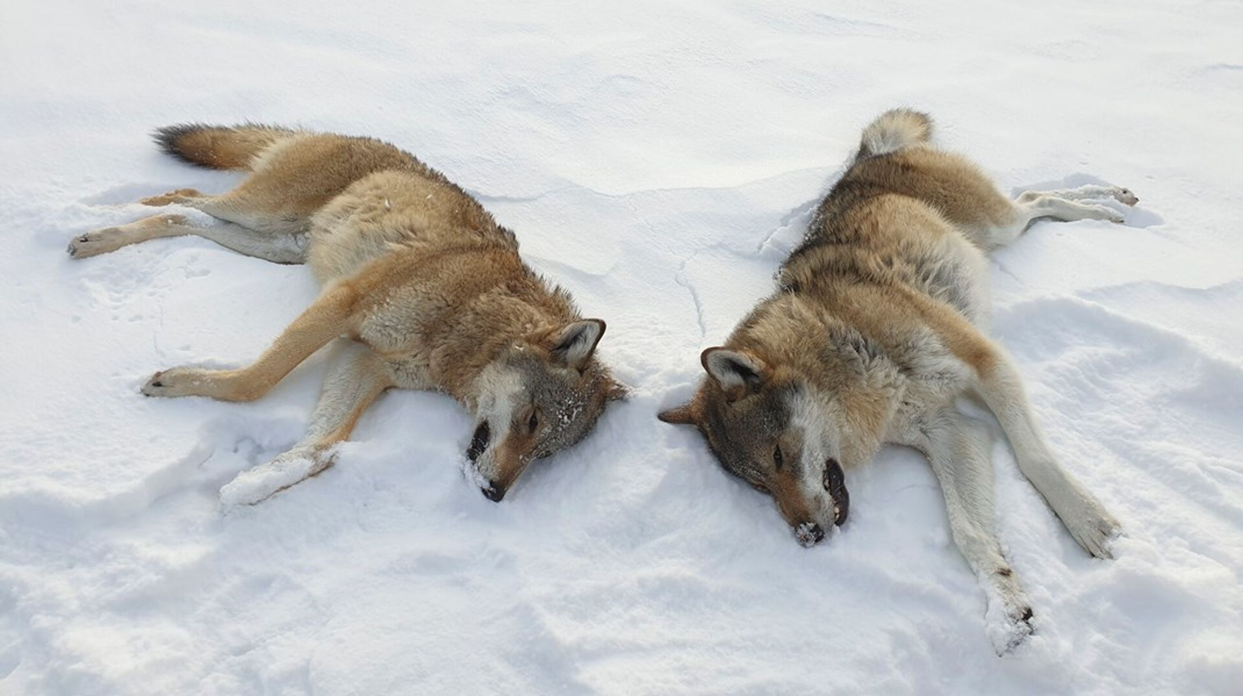 Dagens afstemning betyder, at ulvens beskyttelse nedjusteres fra 'strengt beskyttet' til 'beskyttet' i Bern-Konventionen. Dermed kan den jages, der hvor der er ulve nok. Billedet er et arkivfoto fra Norge.