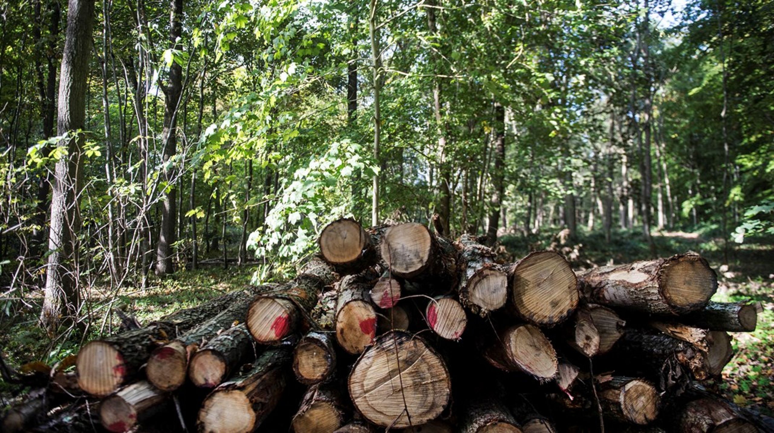 Simon Plagborg kommer fra en stilling som&nbsp;kommerciel chef i virksomheden Skamol, der producerer&nbsp;isoleringssystemer.&nbsp;