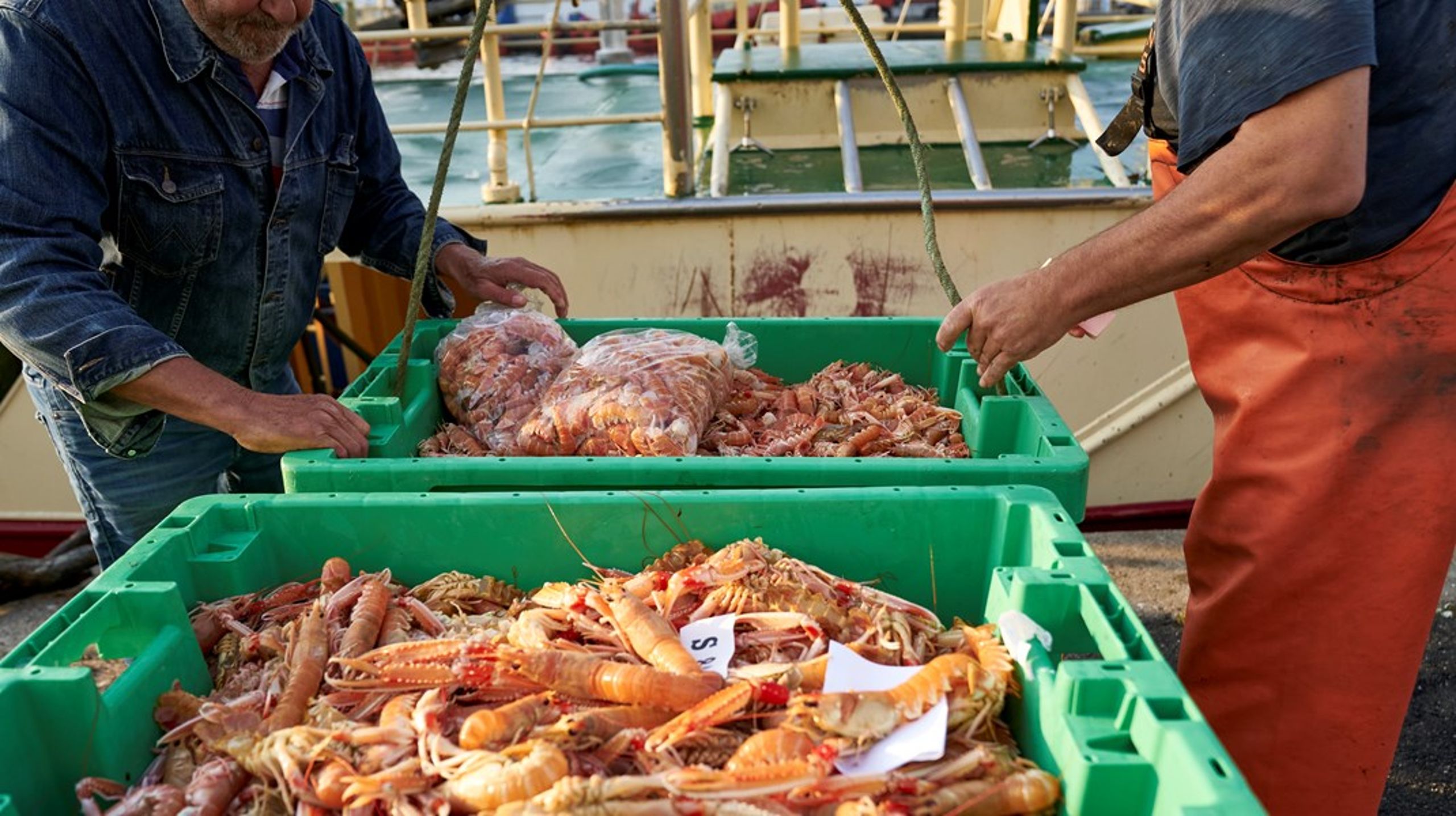 Jomfruhummer – der er noget af det, de danske bundtrawlende erhvervsfiskere tjener mest på – er lige så klimabelastende som oksekød, skriver Alexander Holm.<br><br>