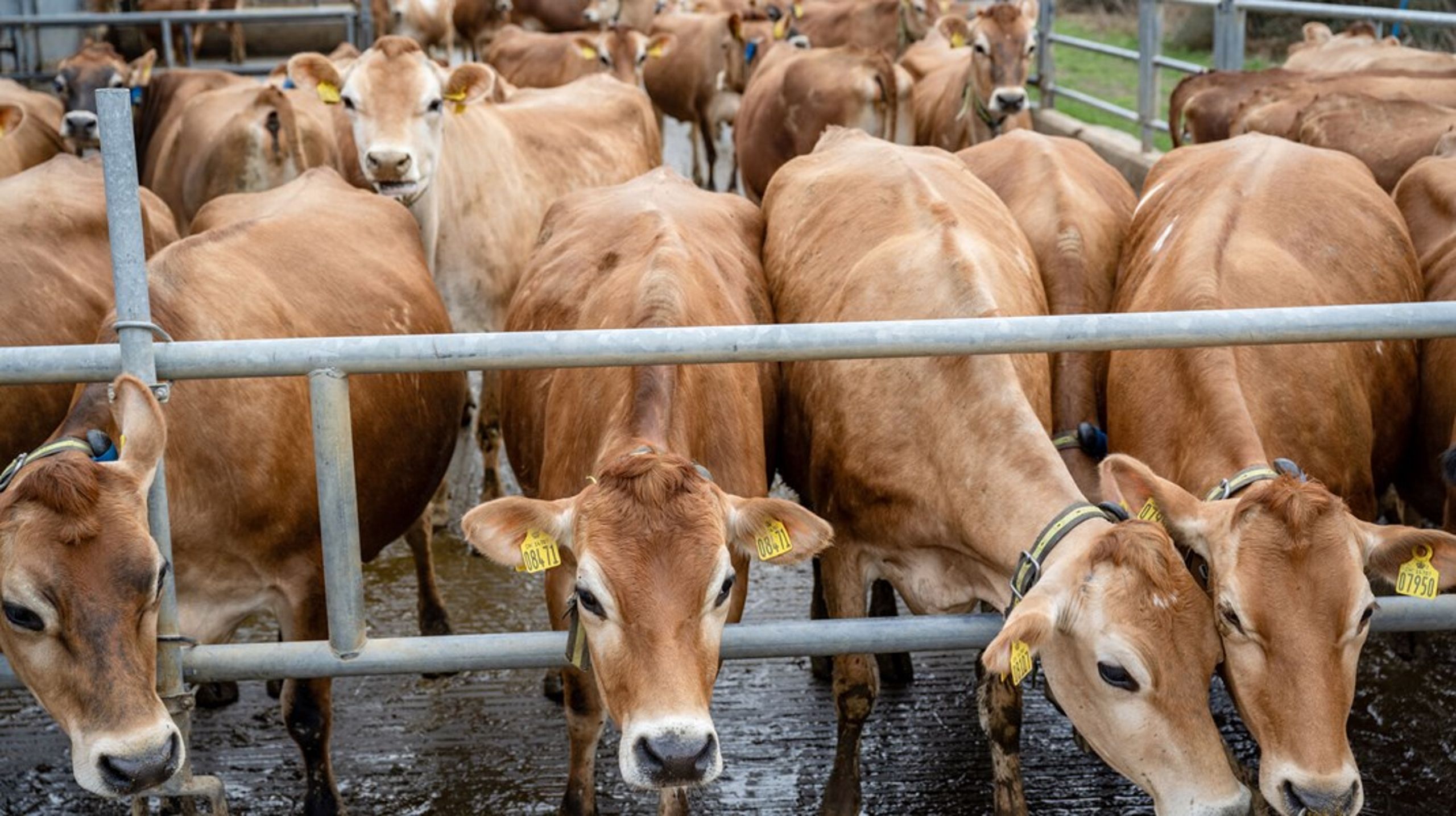 Antallet af malkekvæg vil ifølge regeringens seneste klimafremskrivning falde fra 544.000 kvæg i år til 407.000 malkekvæg i 2050 ikke mindst som følge af den grønne trepartsaftale med CO2-afgift og reduktion af landbrugsarealet.