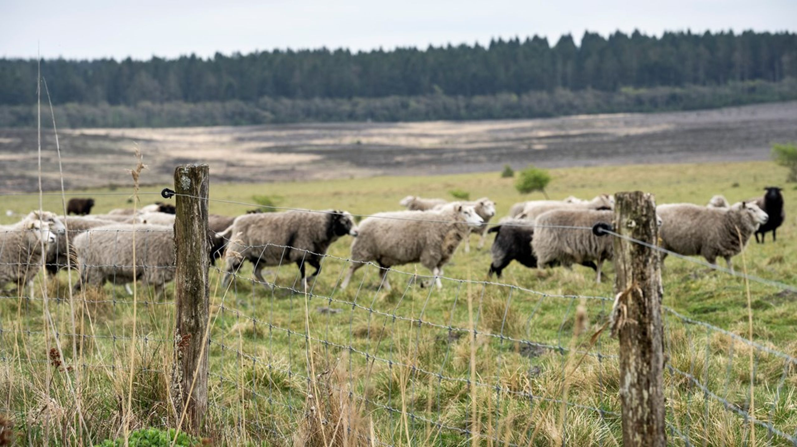 Ministeren opfordrer alle fåreavlere i Jylland til at få ulvesikrede hegn.
