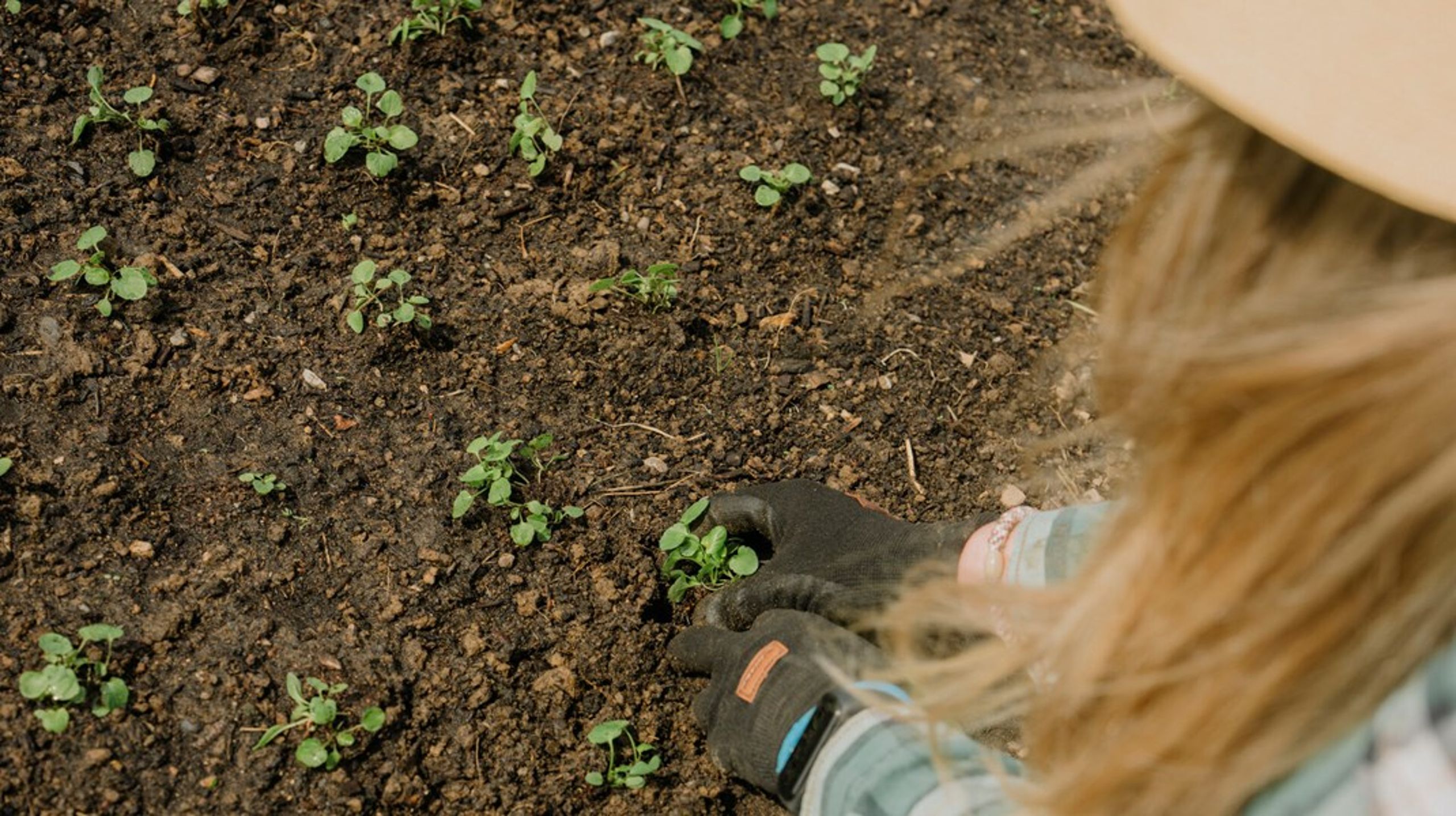 Et afgørende princip i regenerativt landbrug er, at arbejde for at skabe end sundere og mere frugtbar jord at dyrke i. Det sker blandt andet ved, at jorden ikke skal pløjes.