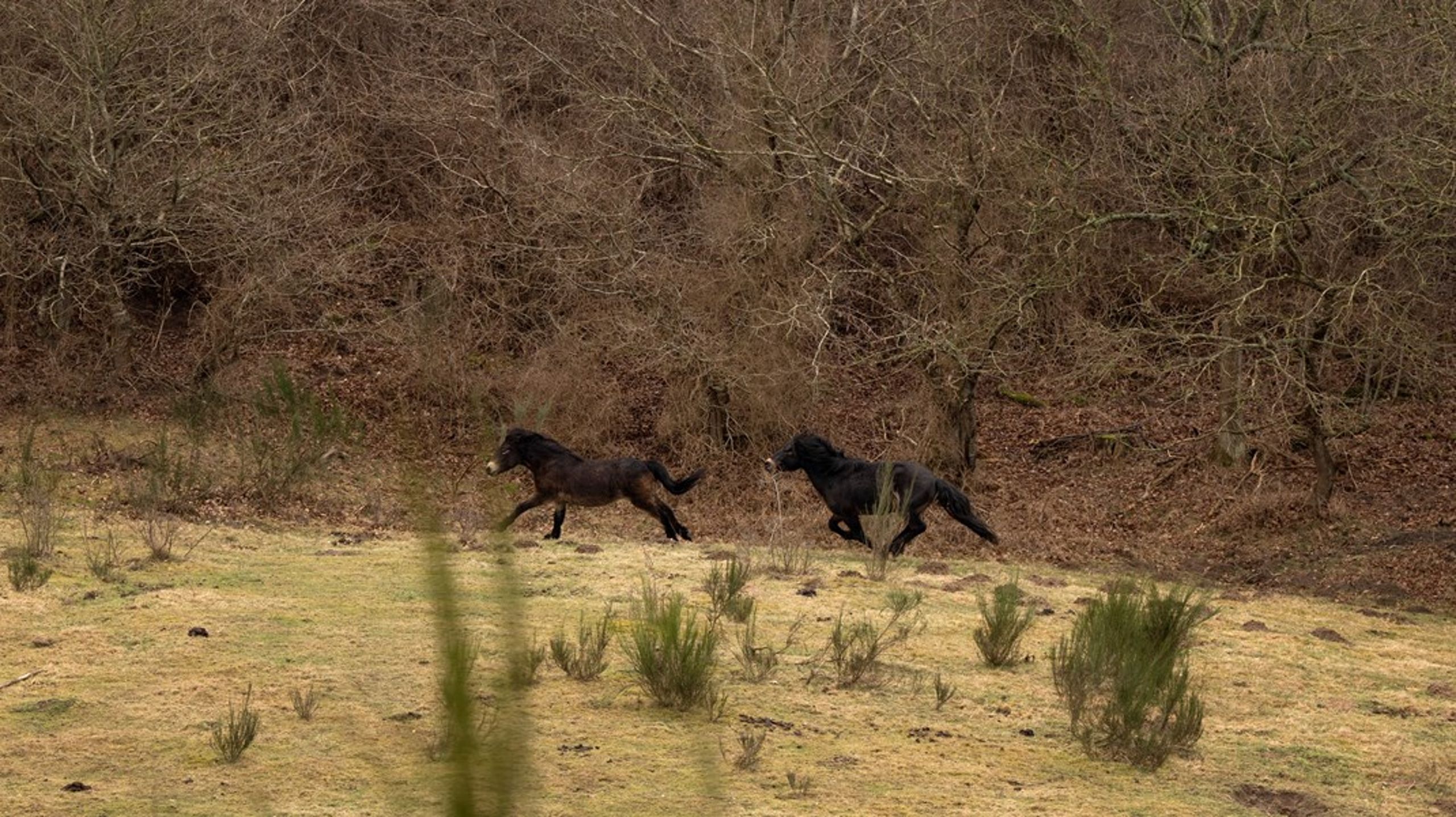 Vilde heste på Molslaboratoriets arealer.