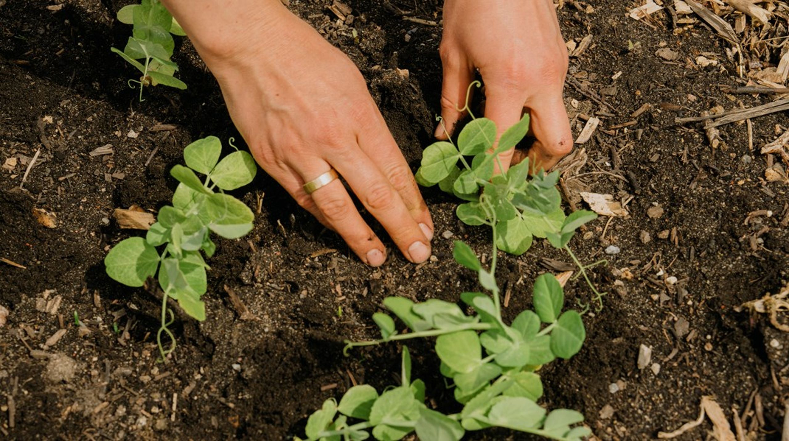 Hvis vi ser regenerativt landbrug som en trussel, risikerer vi at kvæle et momentum, der lige nu kan trække store dele af det konventionelle landbrug i en grønnere retning, skriver Marie-Louise Boisen Lendal.