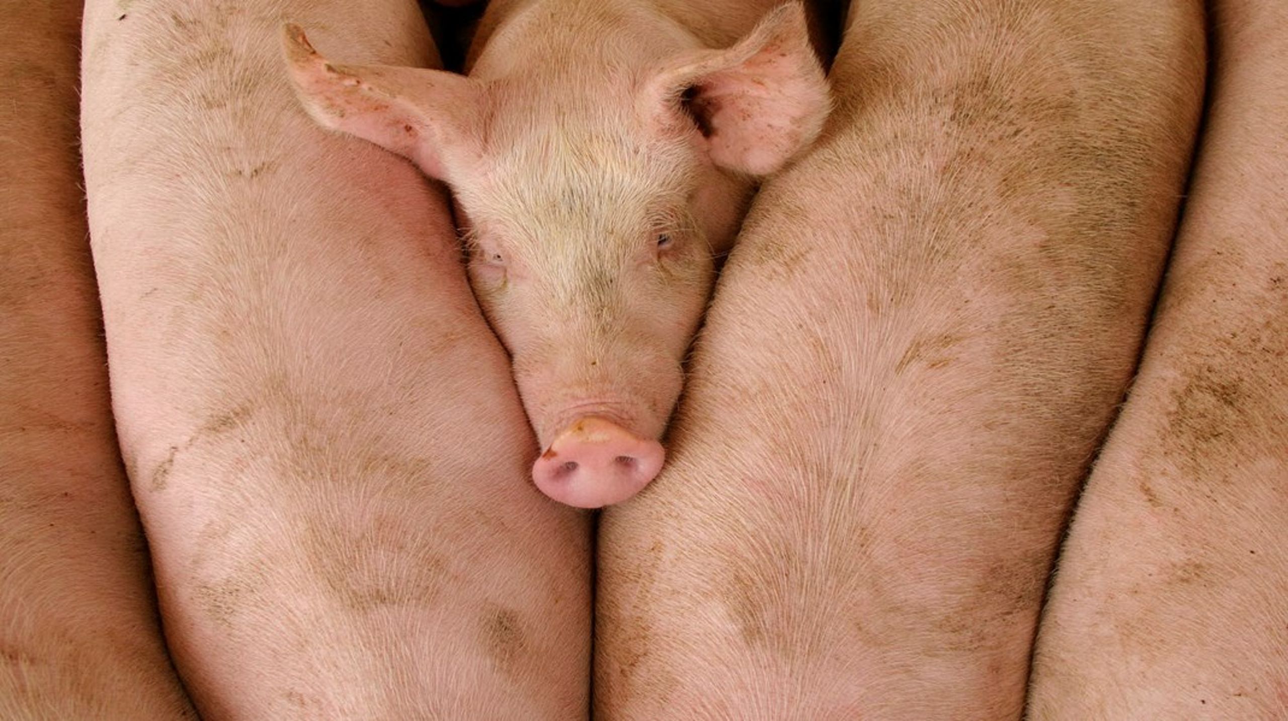 I årtier har området været præget af arbejdsgrupper, undersøgelser og frivillige mål, som ikke bliver indfriet, skriver Birgitte Iversen Damm og Thomas Søby.