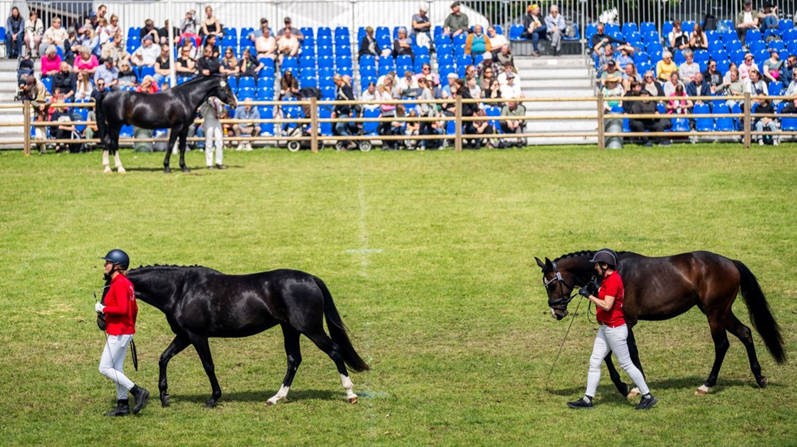Dansk Ride Forbund får ny næstformand.
