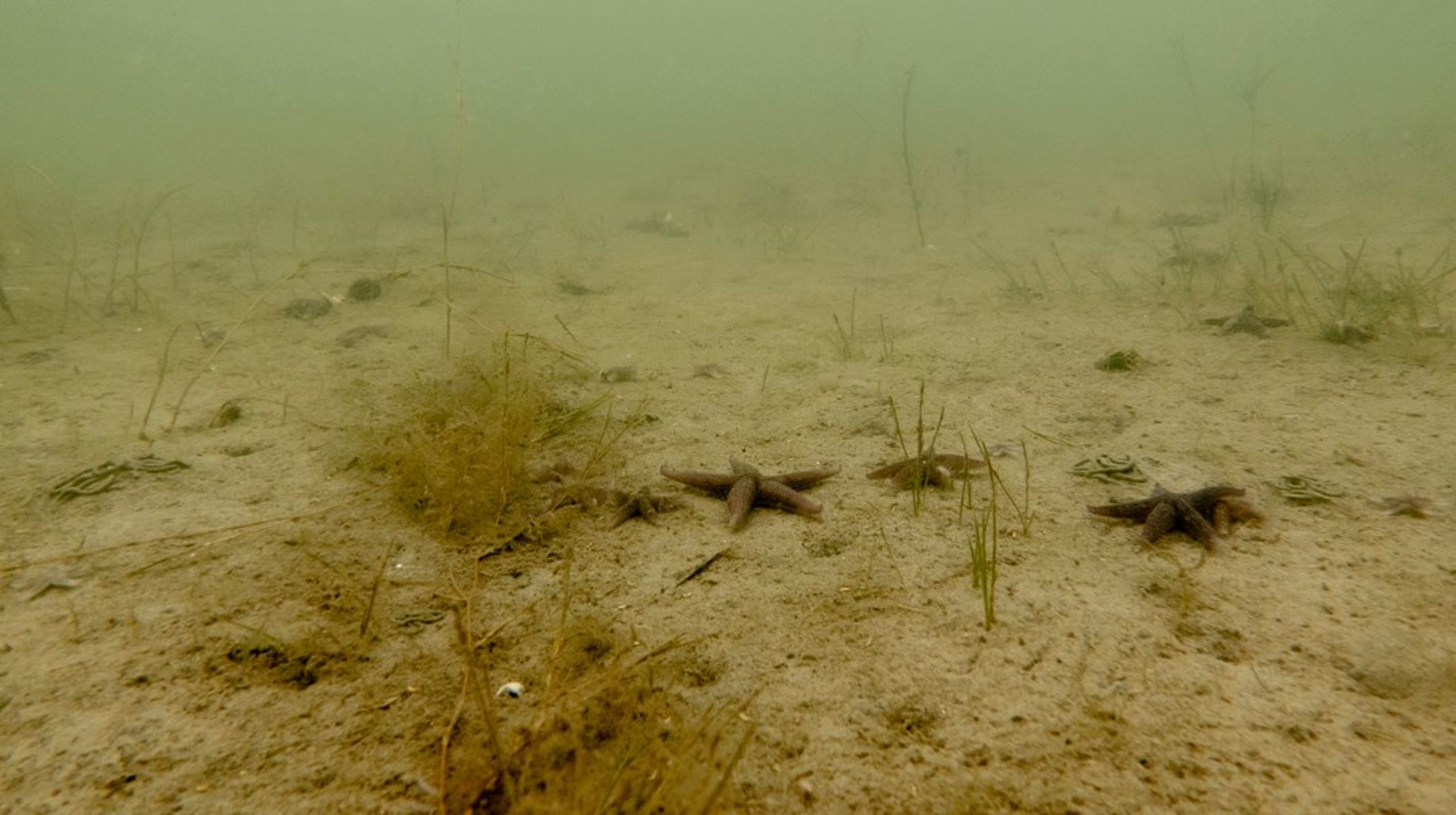 Man kan arbejde for noget mere bæredygtigt end det udbredte bundtrawl, der gør stor skade på havbundens liv og forhindrer, at&nbsp;havnaturen for alvor kan trives, skriver Alexander Holm.