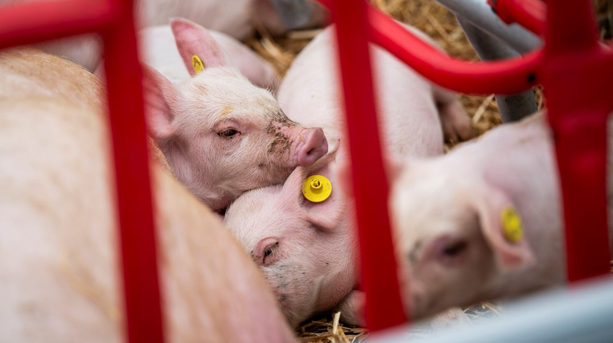 Hvis ikke forbruget af antibiotika begrænses, vil operationer som kejsersnit og organtransplantation i fremtiden blive betydeligt mere risikable.