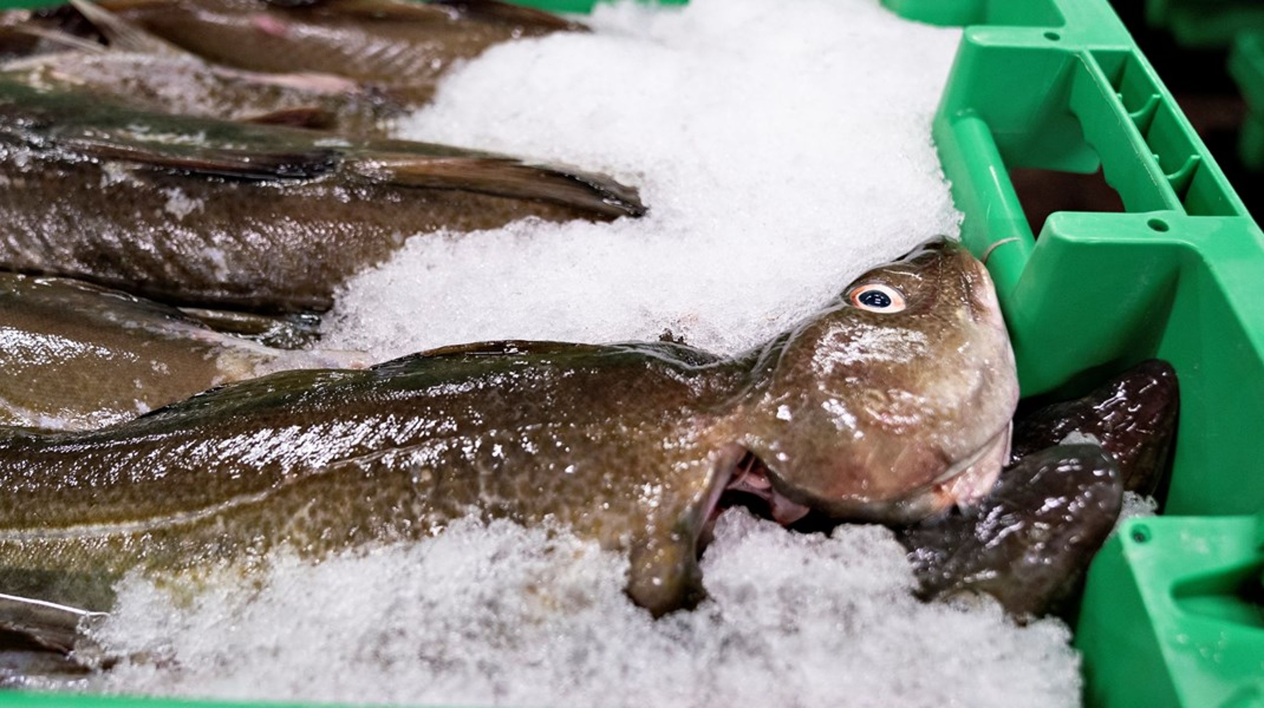 Vi kan godt sikre en øget torskebestand og fiske efter dem samtidig, skriver Michael Andersen.<br>