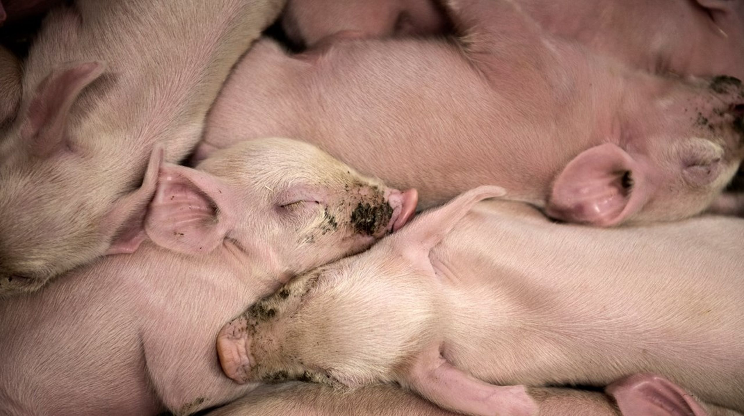 Hvis det økologiske forbrug bliver normen, anser vi det ikke for realistisk at opretholde konventionel griseproduktion i Danmark, da denne produktionsform ikke længere vil være økonomisk bæredygtig, skriver Kristian Møller og Jan Dahl.