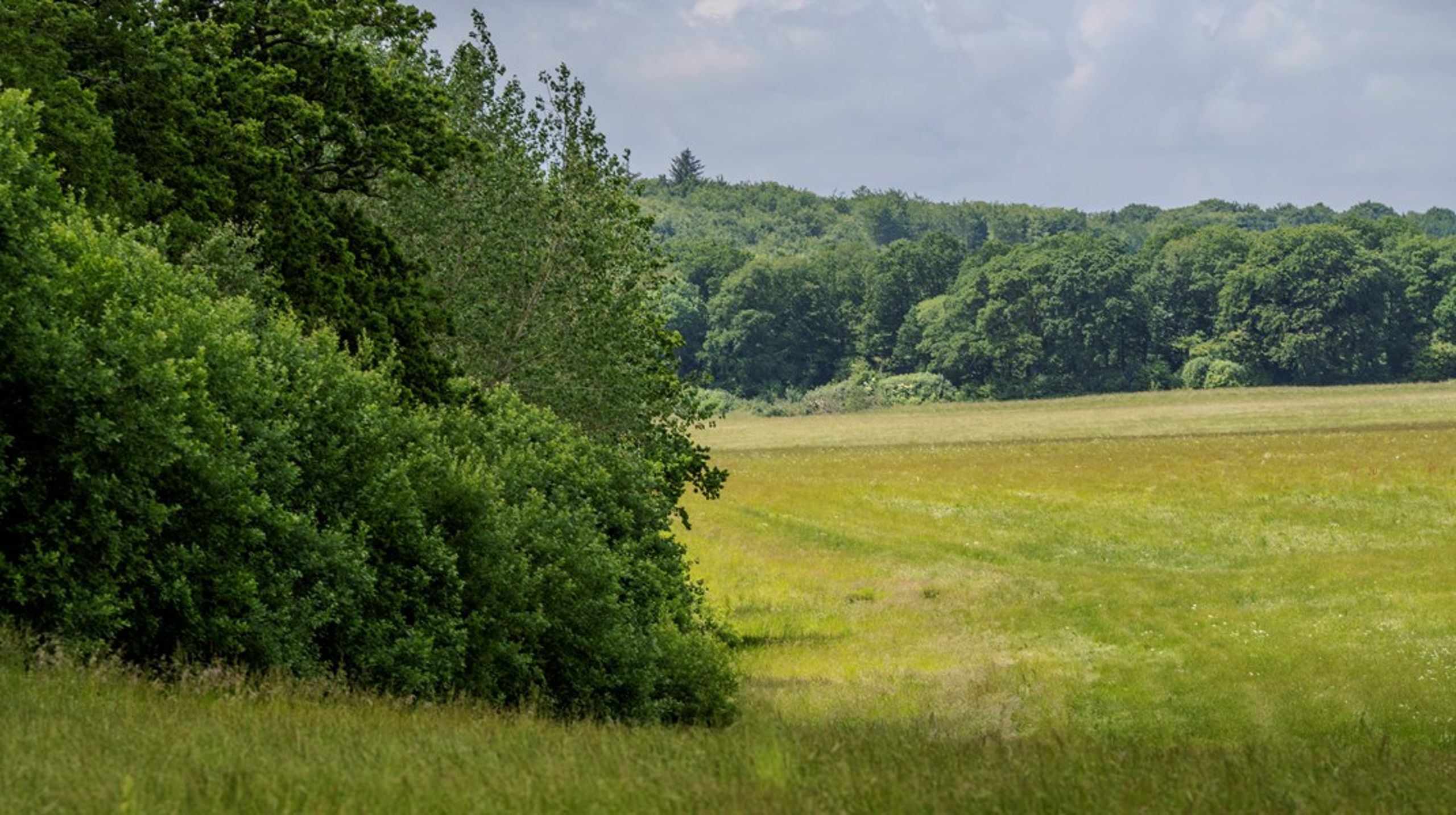 Den kommende natur- og biodiversitetslov skal have fokus på biodiversitet.