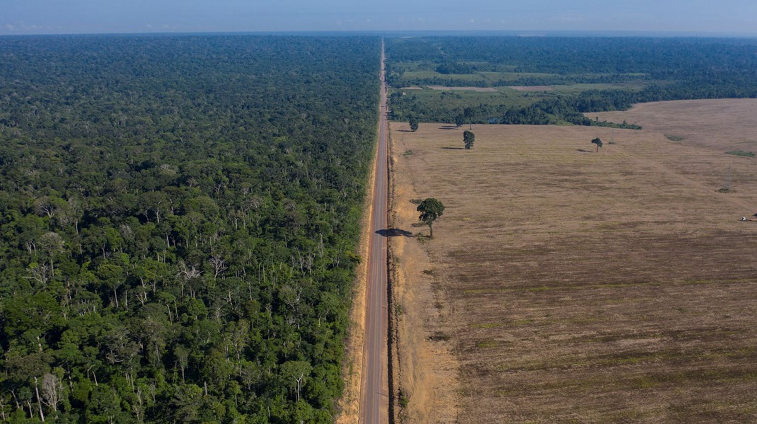Mens verdens lande netop er hjemvendt fra et klimatopmøde i nærheden af Amazonas, hvor afskovning var et af de store temaer, er EU imens ved at udskyde sin forordning om netop afskovning. Loven er et "bureaukratisk monster", lyder kritikken. Arkivfoto.