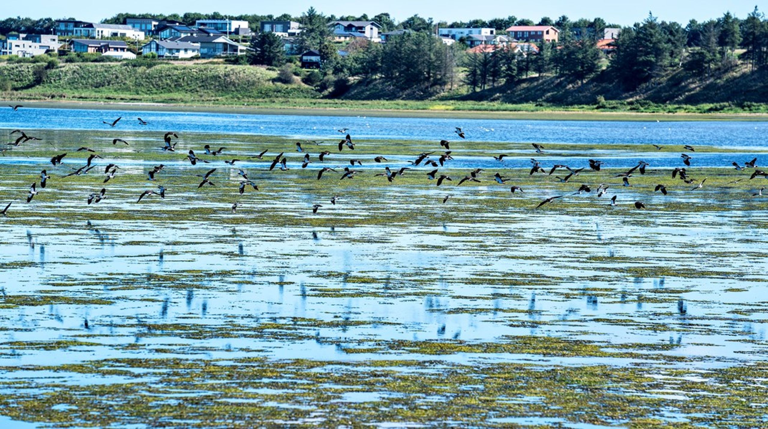 Udledning af kvælstof fra landbruget er den vigtigste årsag til dårligt vandmiljø i Danmark.&nbsp;