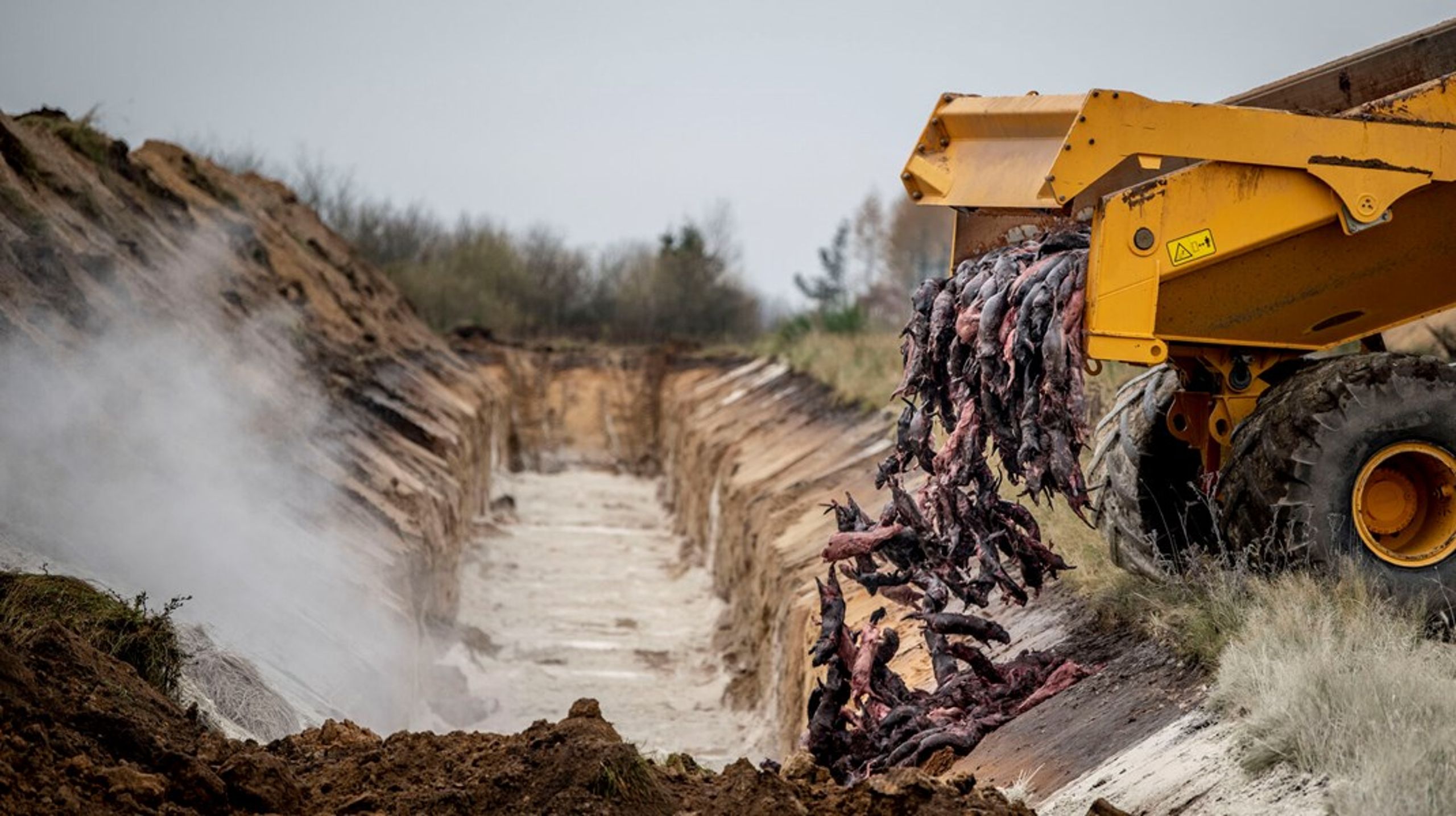 Under coronakrisen blev de danske mink nedslagtet og gravet ned i massegrave af frygt for smitte fra mink til mennesker med nye farlige varianter af covid-19.