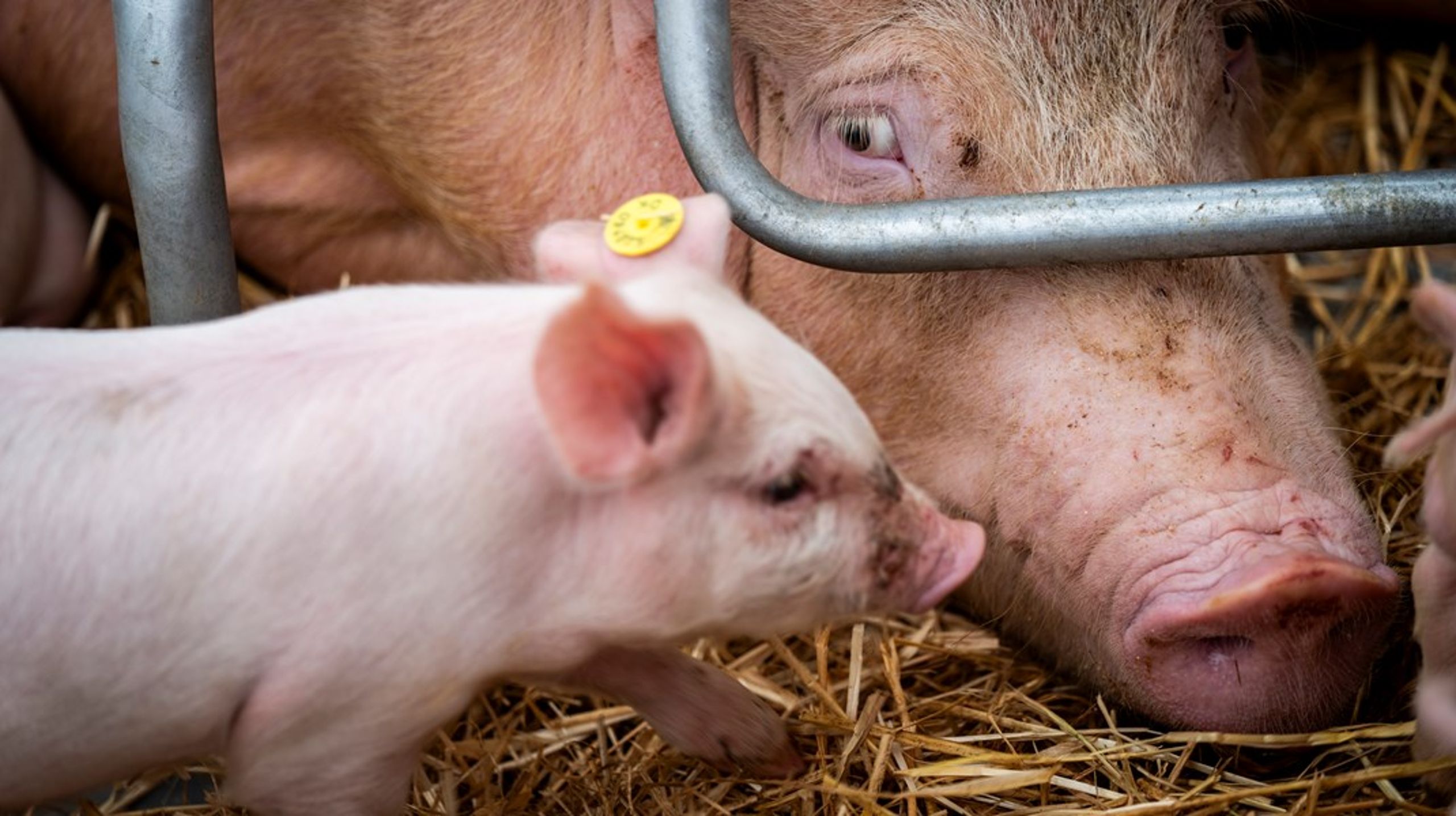 Venstre kan selvfølgelig vælge ejendomsretten som kampplads, men så må partiet også sige det højt: De prioriterer at beskytte branchens top mod offentlighedens blik og har intet med dyrevelfærd at gøre, skriver&nbsp;Michael Straarup og Sofie Graarup Jensen.