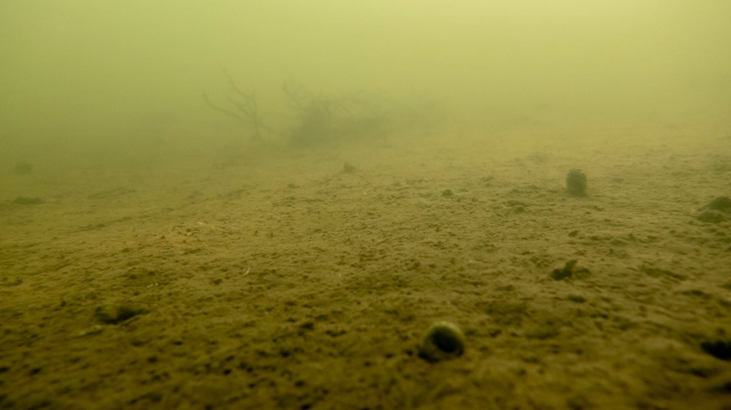 Kvælstofindsatsen skal være med til at genskabe livet i det nødlidende danske havmiljø.