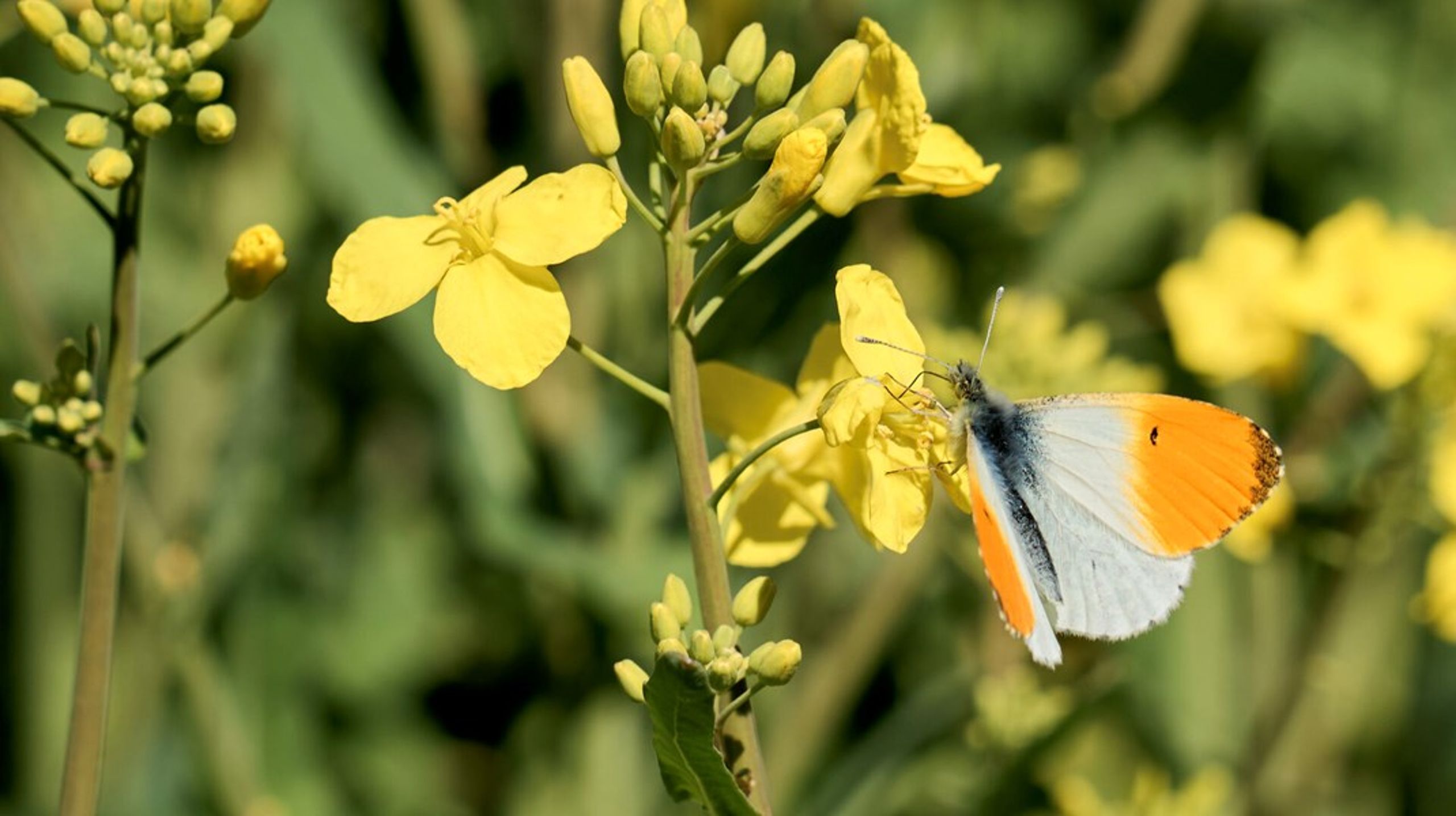 Med biodiversitetsloven vil Folketinget forsøge at rette op på den skrantende biodiversitet i den danske natur.