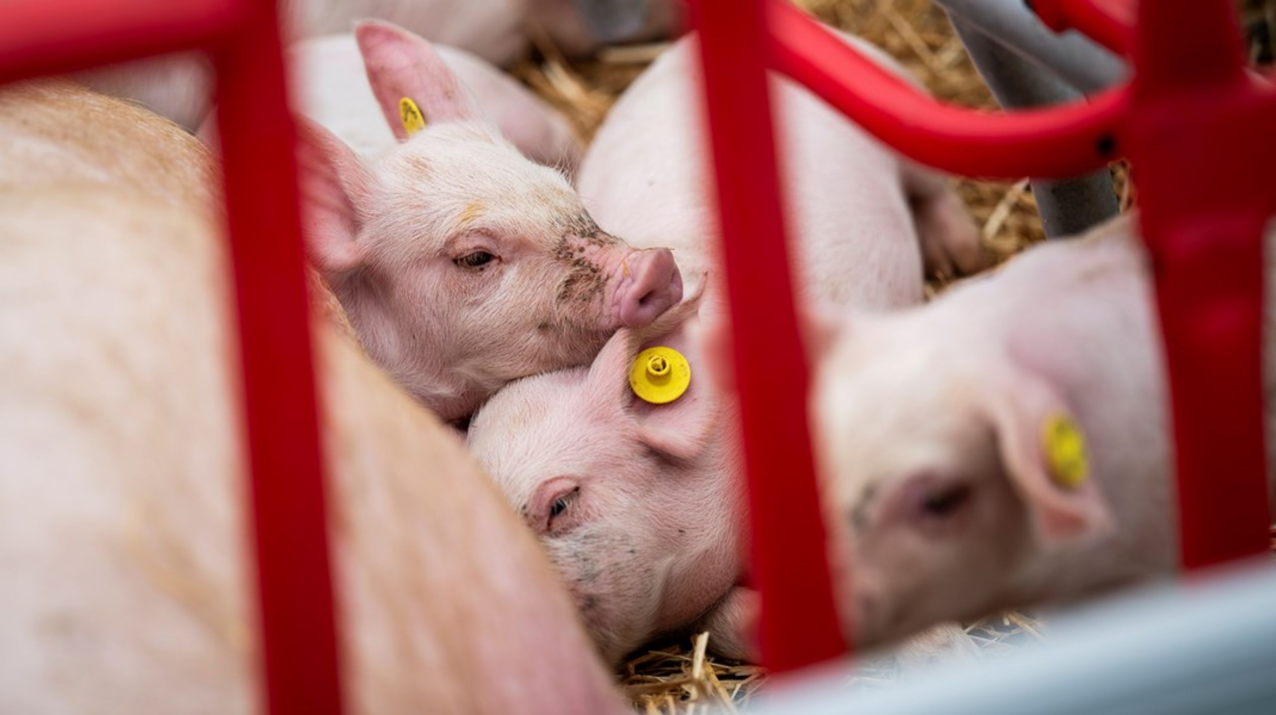 Når overtrædelser af dyrevelfærdsloven er en integreret del af de konventionelle produktionssystemer – uanset om det er i svine- eller andre stalde – så kan det ikke løses med blot flere bøder eller kontroller.&nbsp;Produktionssystemet skal ændres, skriver&nbsp;Marie-Louise Boisen Lendal.<br>
