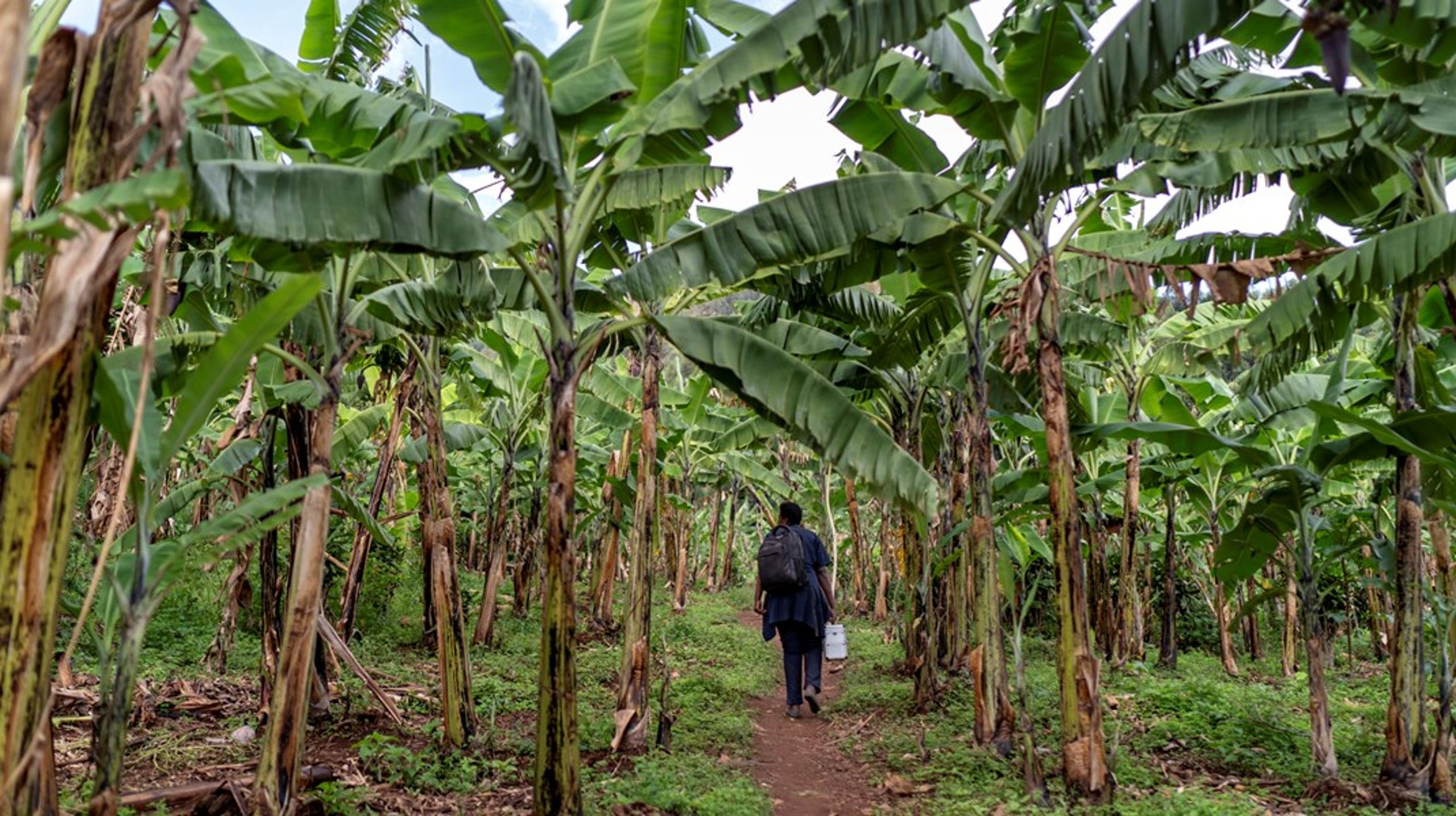 Virksomheden Blue Carbon har indgået aftaler med flere afrikanske lande om betydelige arealer til træplantning. I Liberia, Tanzania og Zambia svarer aftalerne til otte til ti procent af landenes totale territorium, skriver Jens Friis Lund og Laura Vang Rasmussen.