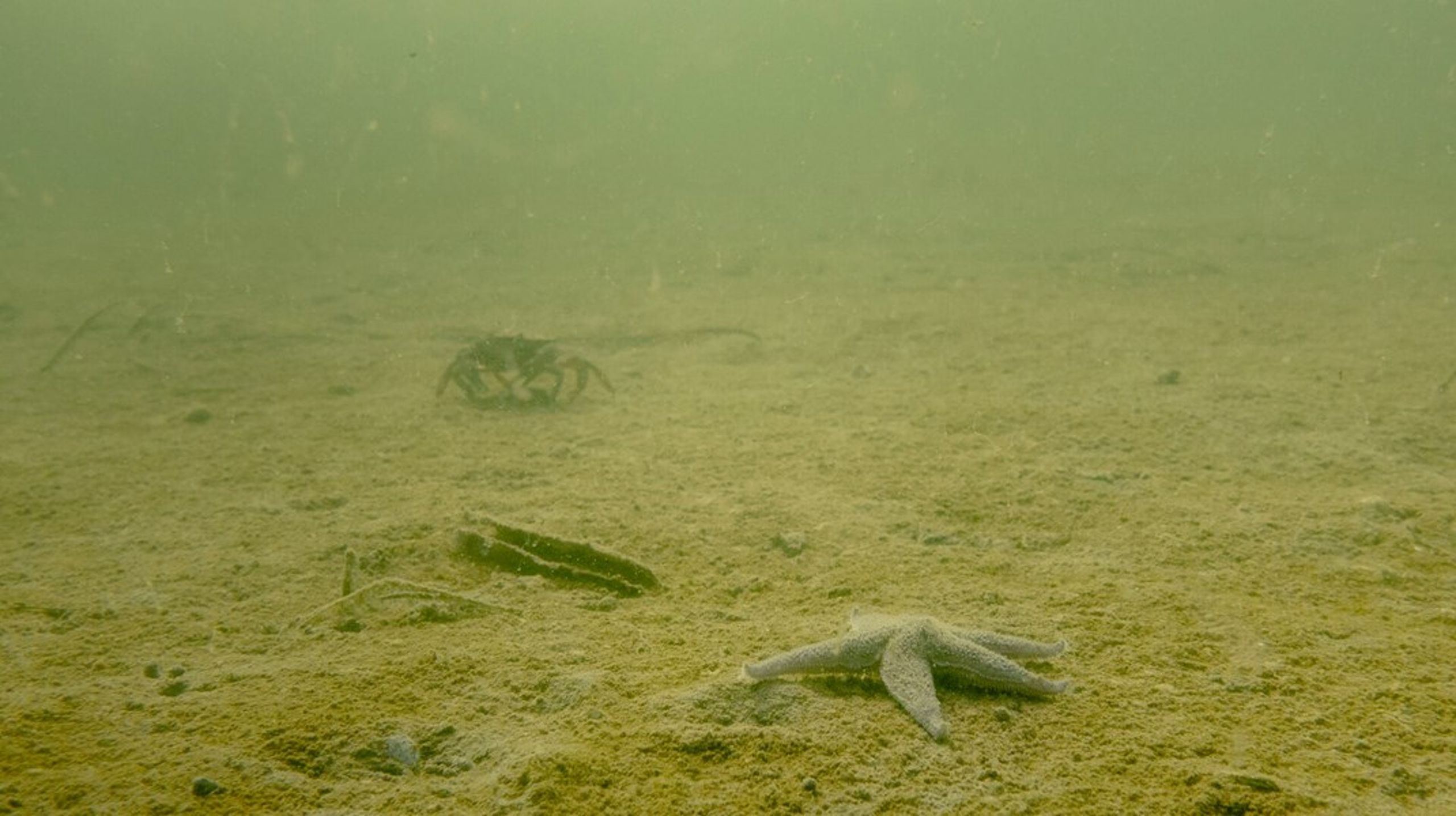 &nbsp;Det er tid til en ambitiøs natur- og biodiversitetslov i Danmark, der tager beskyttelsen af havnaturen alvorligt, skriver&nbsp;Ditte Mandøe Andreasen.