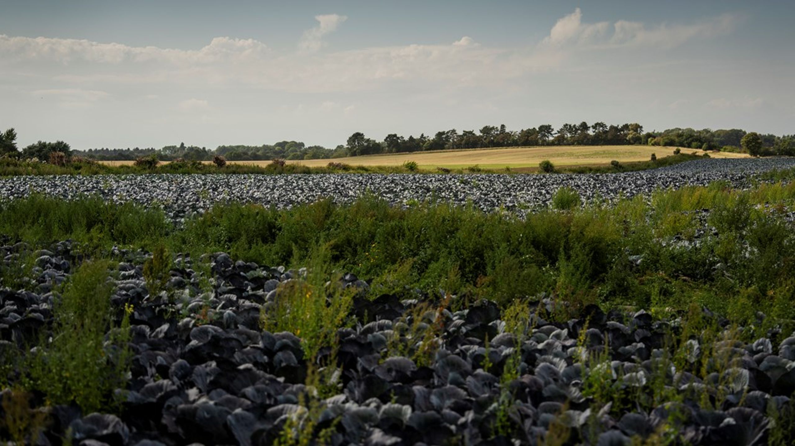 Selvom vi står med en regulering, der er vanskelig at navigere i, så skal vi være grundlæggende fortrøstningsfulde. Vi skal tro på vores erhverv. Vi skal tro på, at det skal og kan lade sig gøre at drive landbrug i Danmark – også med de vilkår, vi nu bliver stillet, skriver Christian Orthmann Andersen.