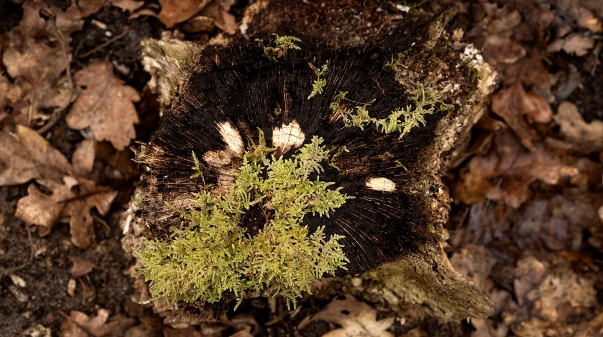 Biodiversiteten i Danmark er i tilbagegang. EU's naturgenopretningsforordning er et af de værktøjer, der skal rette op på det.