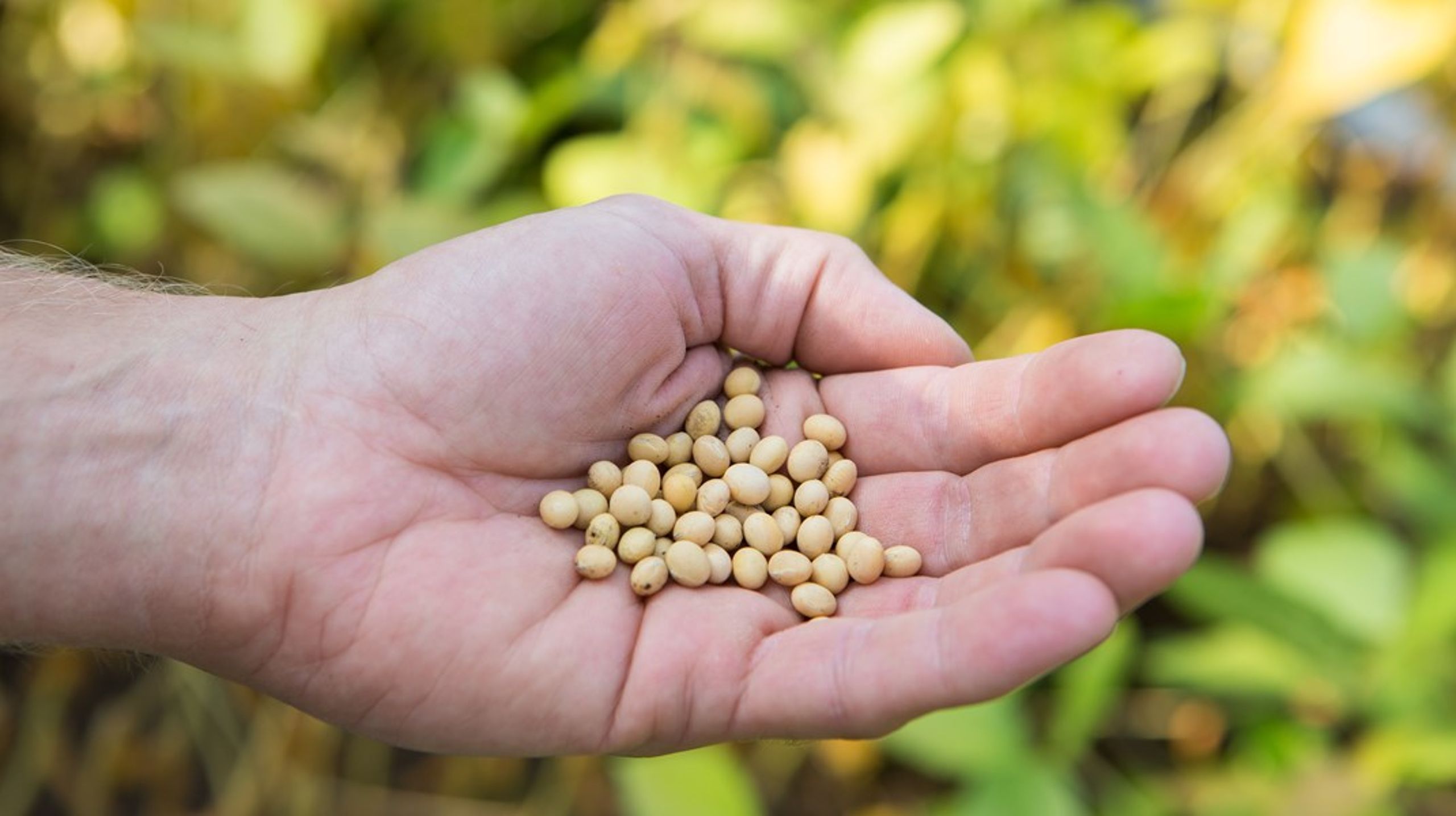 Når Danmark bryster sig af grøn omstilling, sker det altså med foderimport, der er med til at udslette farverne i verdens mest levende landskaber, skriver&nbsp;Britta Riis og Jakob Kronik.