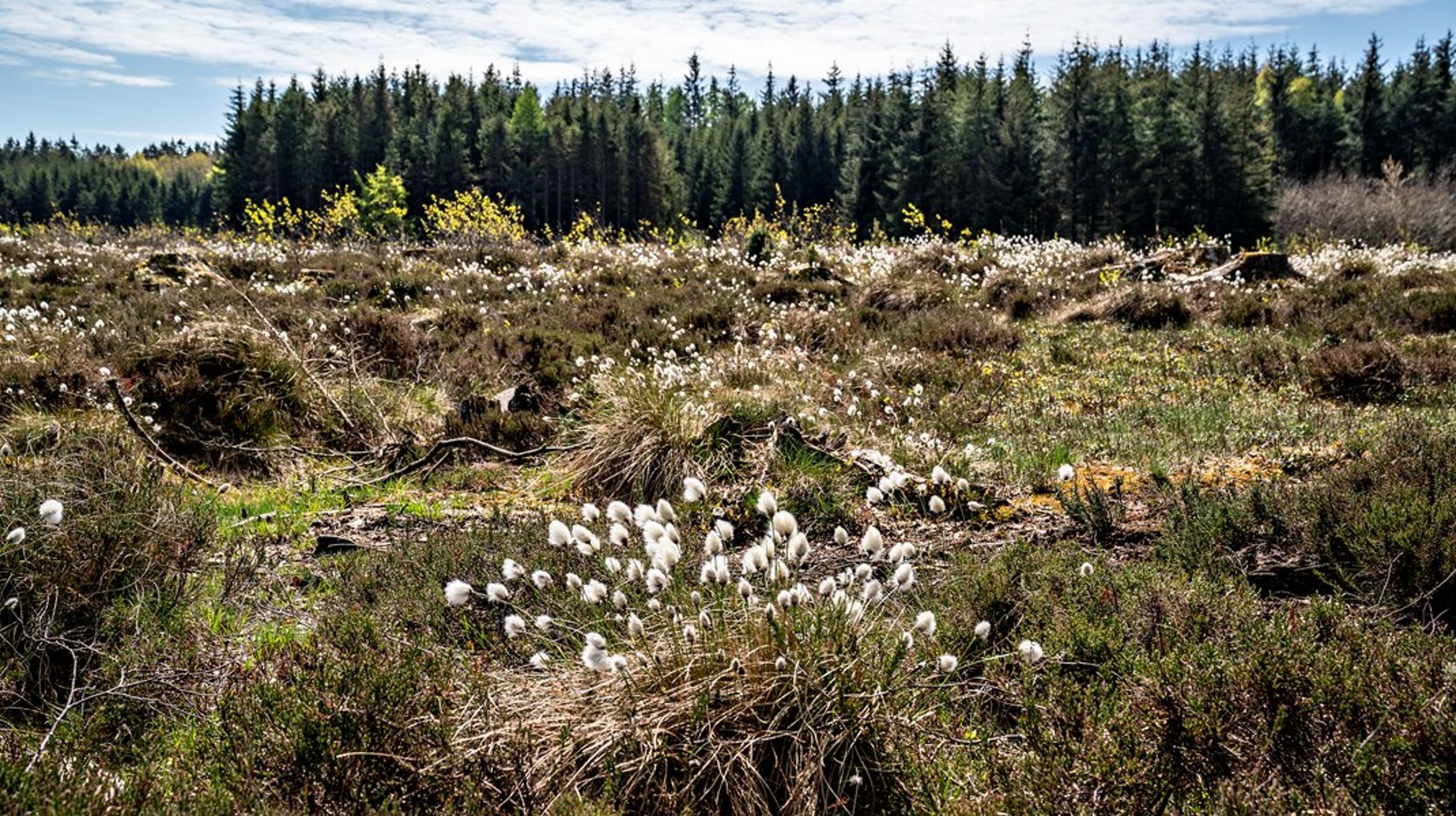 Hvis vi vil forstå biodiversitet, er vi nødt til at se naturen i et 
meget længere tidsperspektiv, end den tid vi selv lever i, skriver fire
 forskere i 
et af årets mest læste debatindlæg på Altinget Miljø.<br>