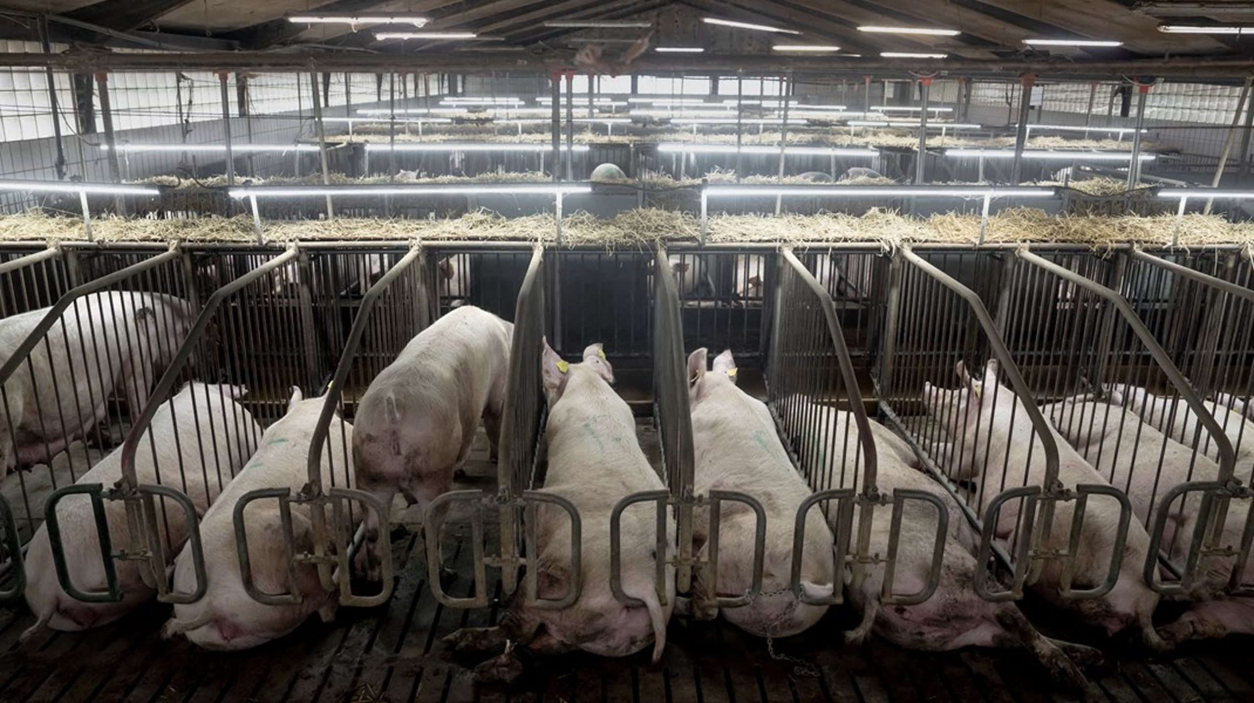 Vi er ikke låst til at leve med konsekvenserne af det store industrielle landbrug, skriver&nbsp;Marcus Feldthus og Oscar Haumann.