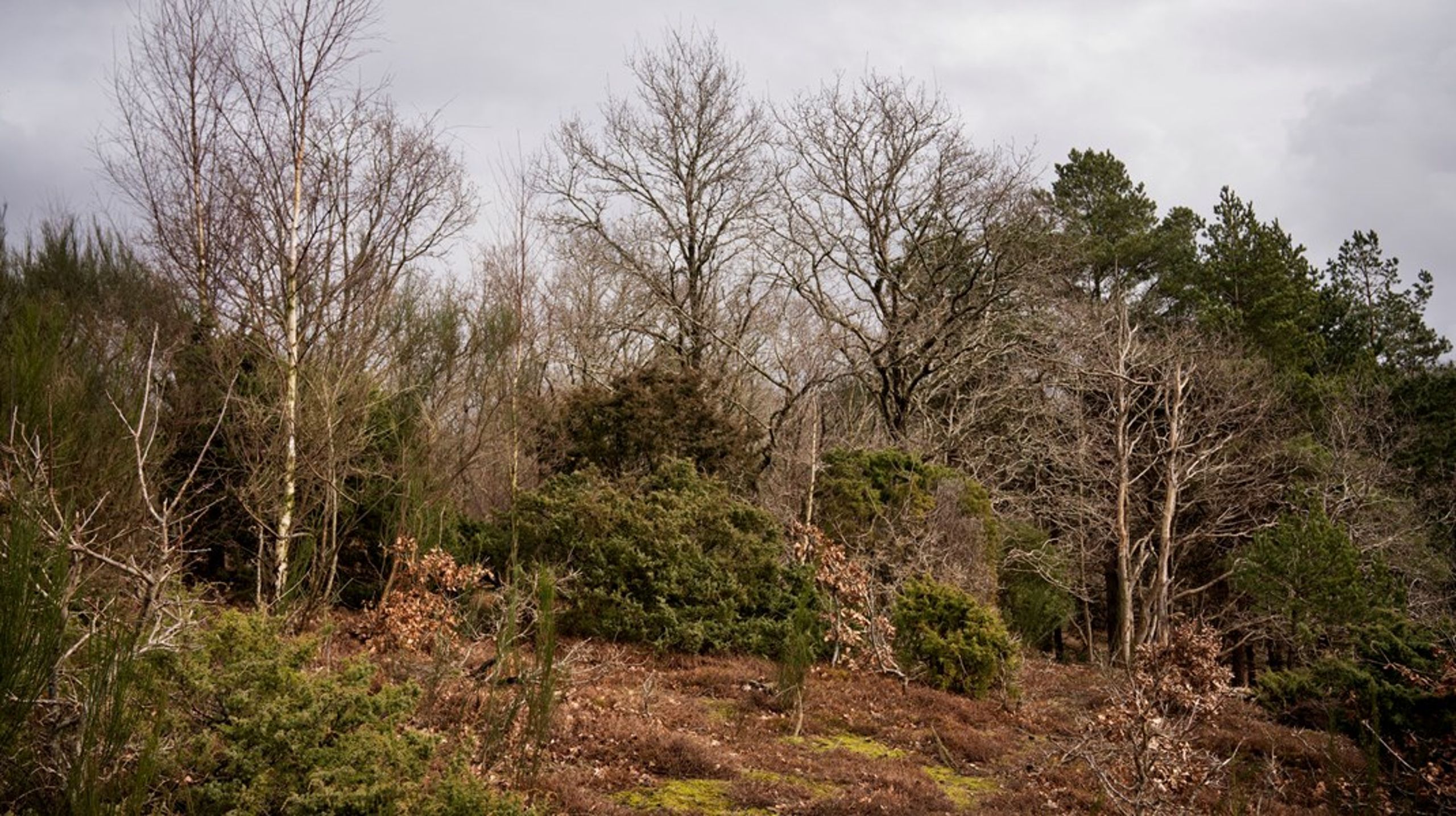Katrine Nissen har arbejdet med naturen i mere end otte år.