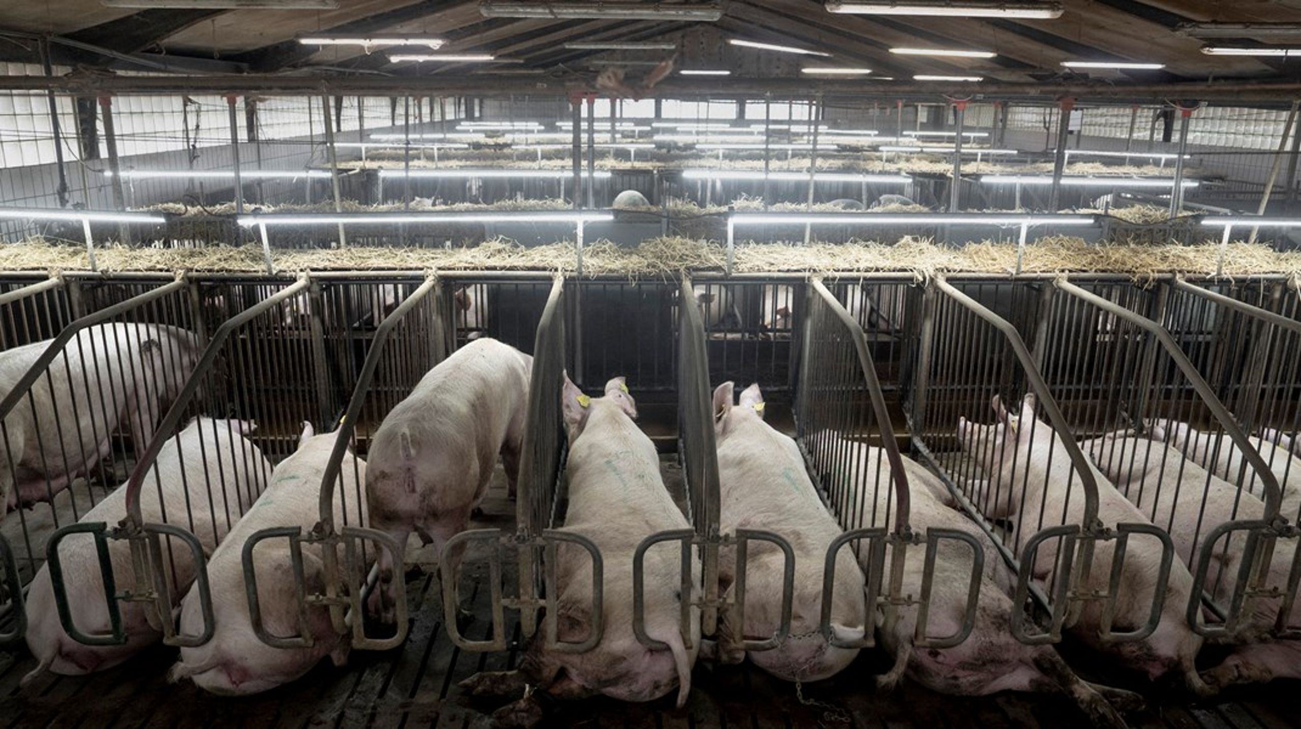 Brand- og strategikonsulent Morten Saxnæs ramte hovedet på sømmet, da han på Instagram spurgte, hvor den klassiske “betalt af”-markering var henne, da flere Venstre-folk offentligt bakkede op om landbruget i kølvandet på TV 2’s dokumentar om miserable forhold i den konventionelle svineproduktion, skriver Anna Ebbesen.<br>