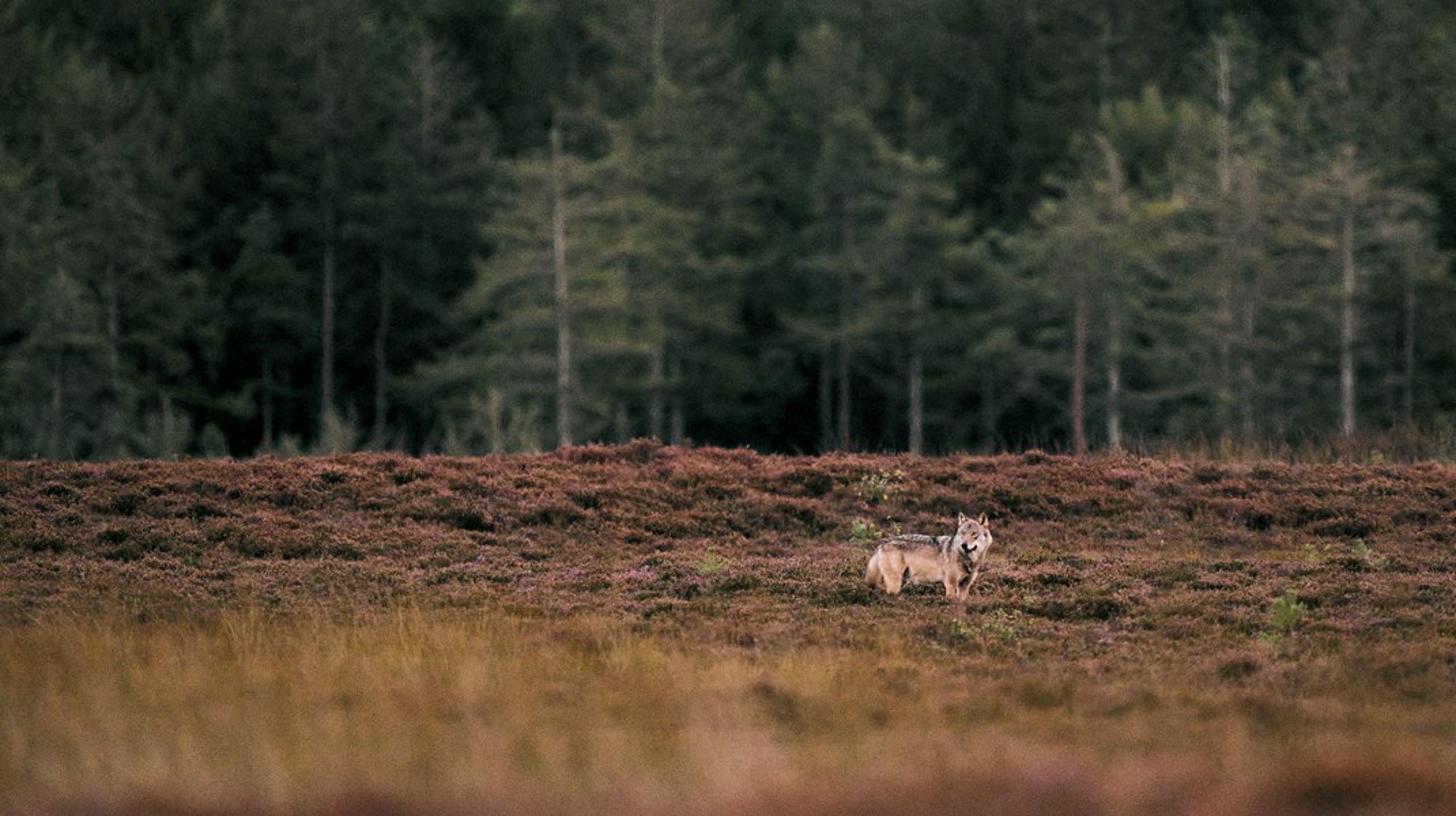 Med de nye krav må hegnet&nbsp;“på intet sted være lavere end 105 cm over jorden”, og man 
siger nu, at der ikke må være mere end 20-30 centimeter fra jorden til 
den nederste tråd.
Problemet er så, hvis de hegn, vi kalder ulvesikrede, ikke er ulvesikre 
længere, skriver Alexander Holm.<br><br>