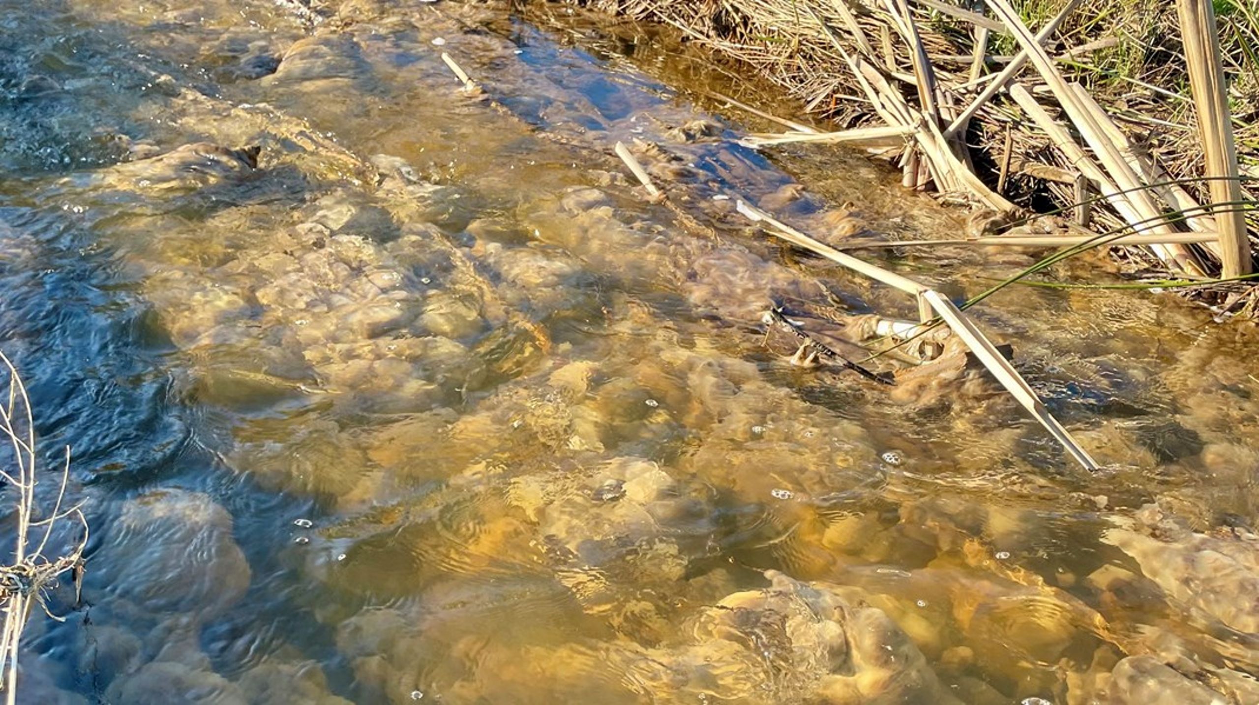 På billede ses såkaldte lammehaler, som ofte er konsekvensen i et vandløb, der er forurenet med ensilagesaft.