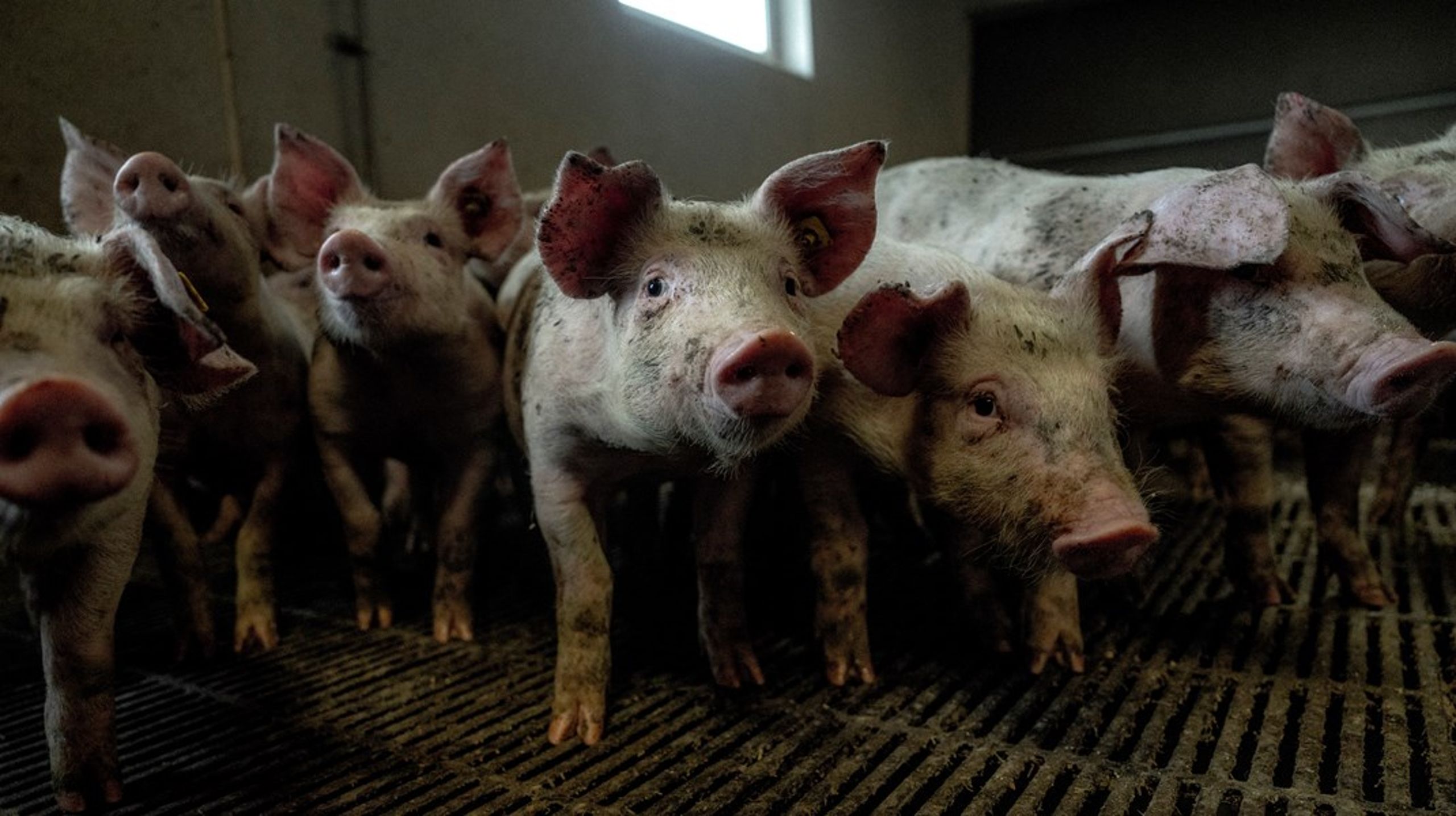 Vi må holde fast i, at det er fødevarer, vi producerer. Det indebærer, at vi arbejder med levende dyr, som i sidste ende indgår i fødevarekæden, skriver Erik Pedersen.