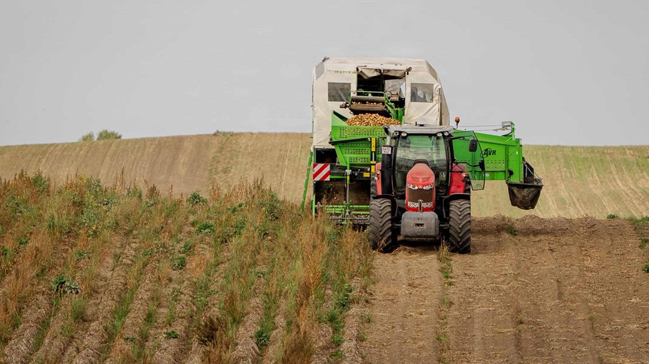 Hvis vil sikre stabile fødevarepriser, skal vi investere i dem, der skal dyrke maden - én fødevarecheck er ikke en løsning på et strukturelt problem,&nbsp;skriver&nbsp;Christian Orthmann, formand for LandboUngdom.