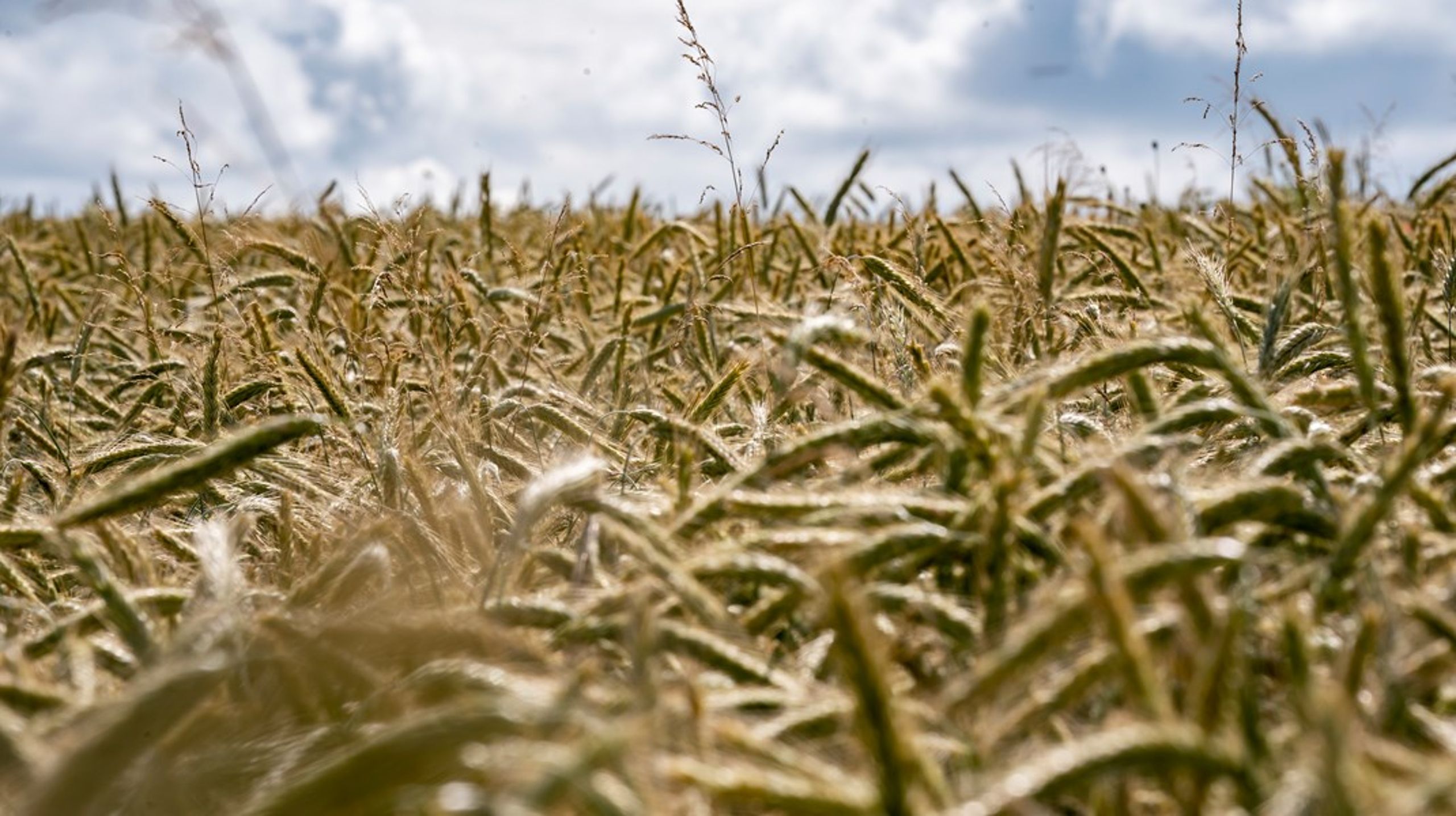 Vi har brug for lovgivning, der hviler på et solidt videnskabeligt fundament, hvor forsigtighedsprincippet og borgernes ret til gennemsigtighed vægtes lige så højt som erhvervslivets konkurrenceevne, skriver June Rebekka Bresson og Klaus Loehr-Petersen.